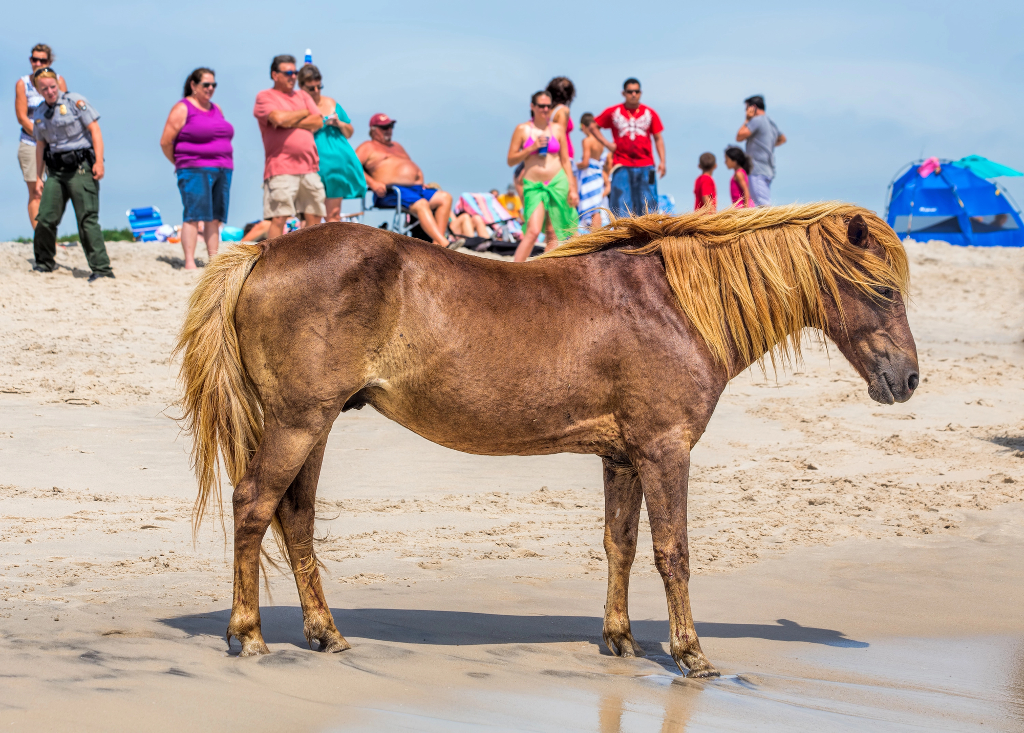 Assateague Island Wild Ponies: A Family Vacation You’ll Never Forget - Wild Pony on the Beach of Assateague Island