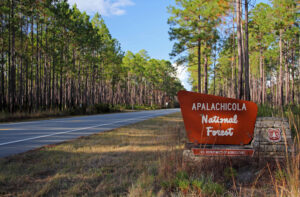 Best Destinations for a Family Vacation in Florida - Apalachicola National Forest