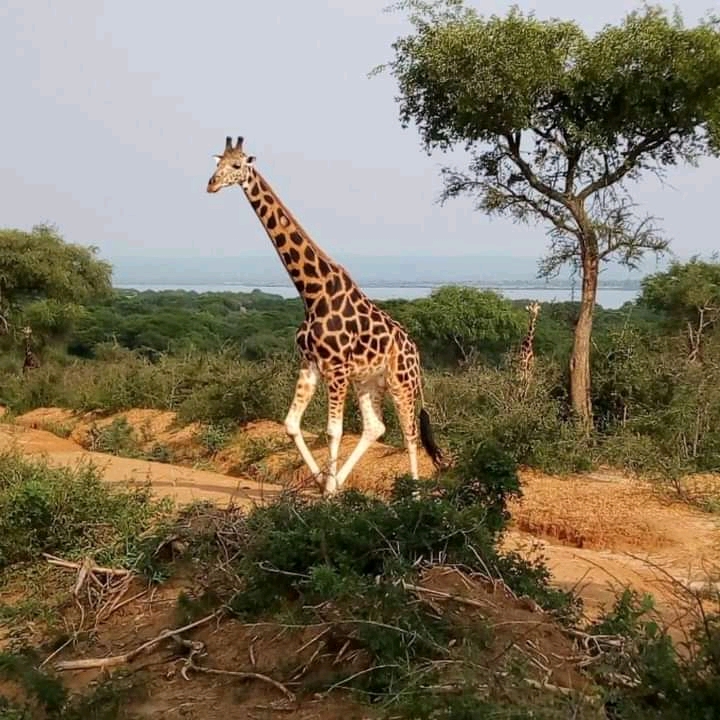 Consider a Masai Mara Safari for Your Family Vacation - Giraffe on Safari