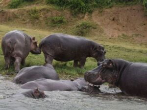 Consider a Masai Mara Safari for Your Family Vacation - Hippos Swimming in a Lake