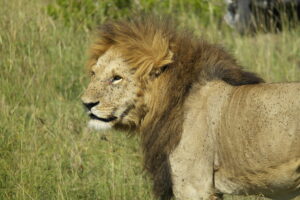 Masai Mara Safari - Lion on the Masai Mara Game Reserve