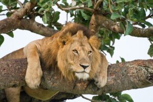 Plan an Amazing Luxury Tanzania Safari for Your Family Vacation - Tree Climbing Lion