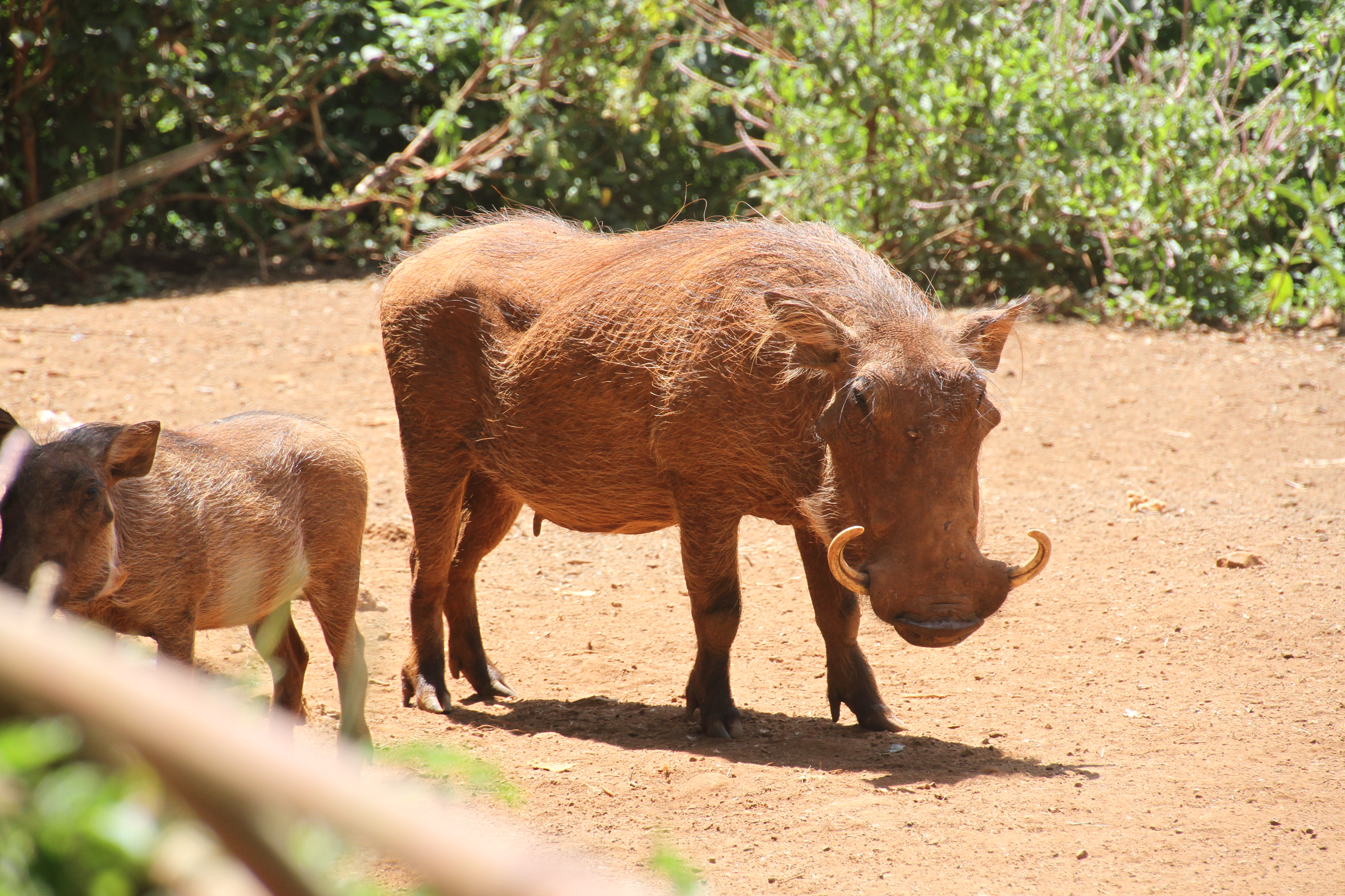 Consider a Kenya Safari for Your Family Vacation - Animal While on Safari in Kenya