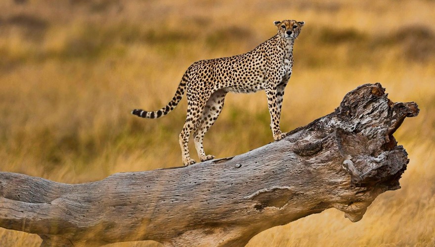 Serengeti and Masai Mara Safari Family Vacation - Cheetah in Serengeti National Park