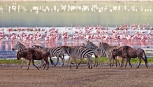 Wildlife Safari in Tanzania for Your Family Vacation - Lake Manyara