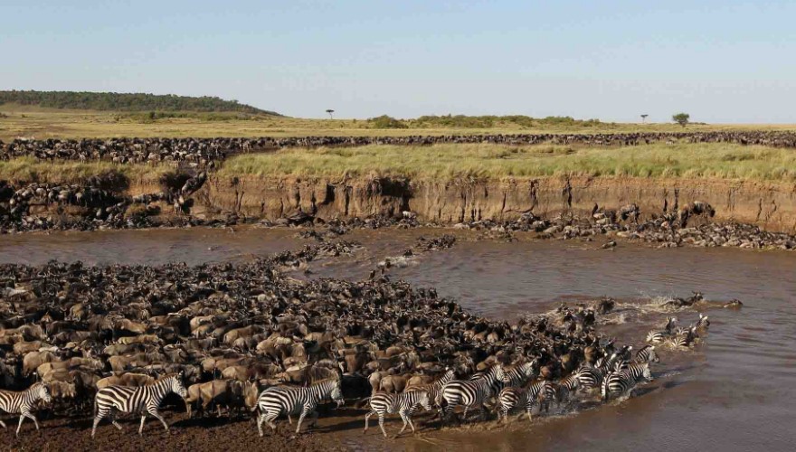 Wildlife Safari in Tanzania for Your Family Vacation - Great Migration in Serengeti National Park in Tanzania