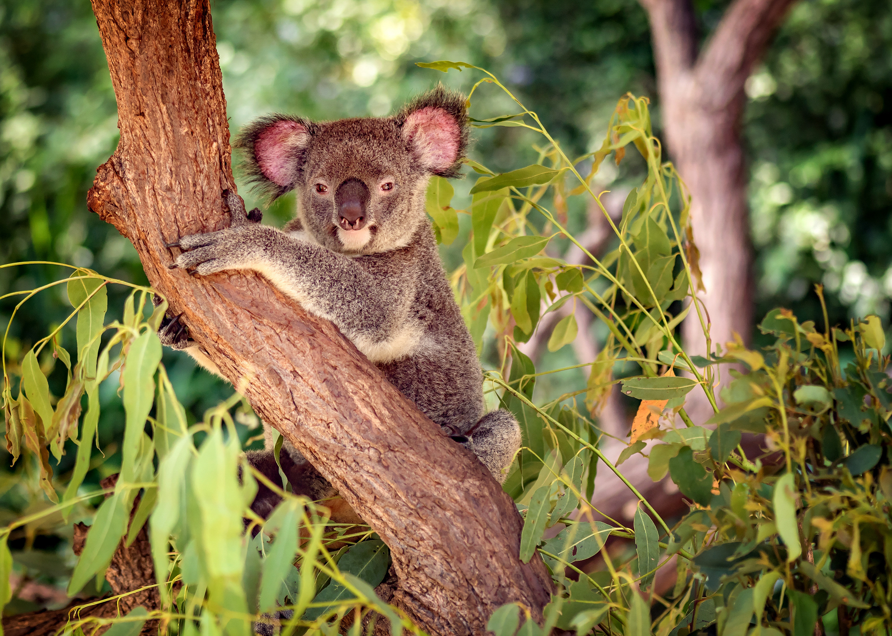 Where to Travel Based on Your Zodiac Sign - Koala in Queensland Australia