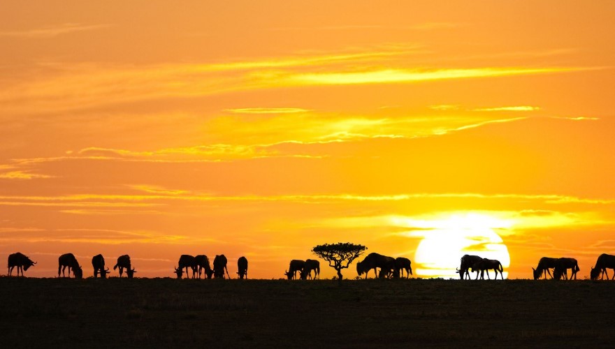 Serengeti and Masai Mara Safari Family Vacation - Serengeti Safari Sunset