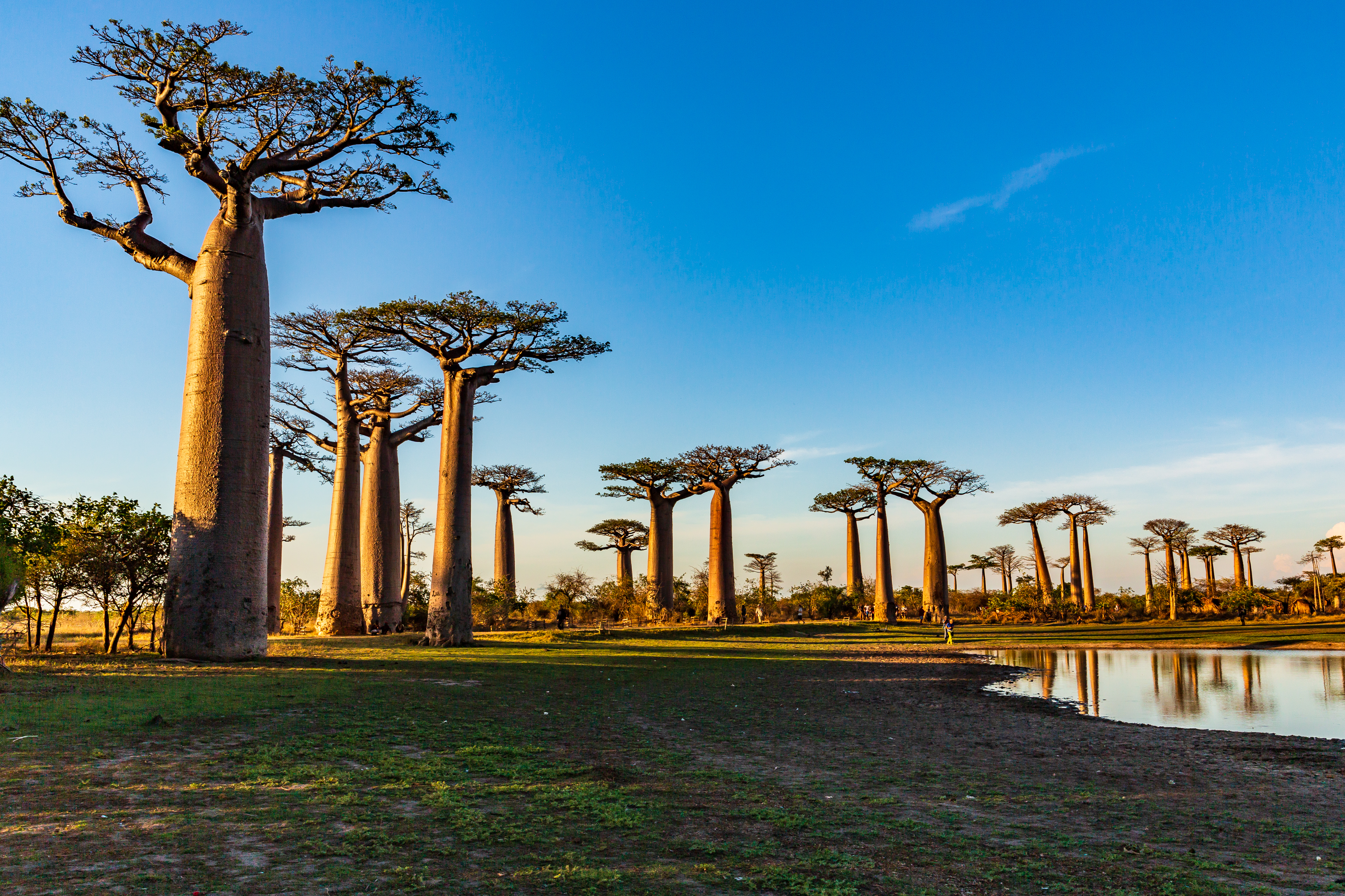 Visit These Places in Madagascar - Avenue of the Baobabs