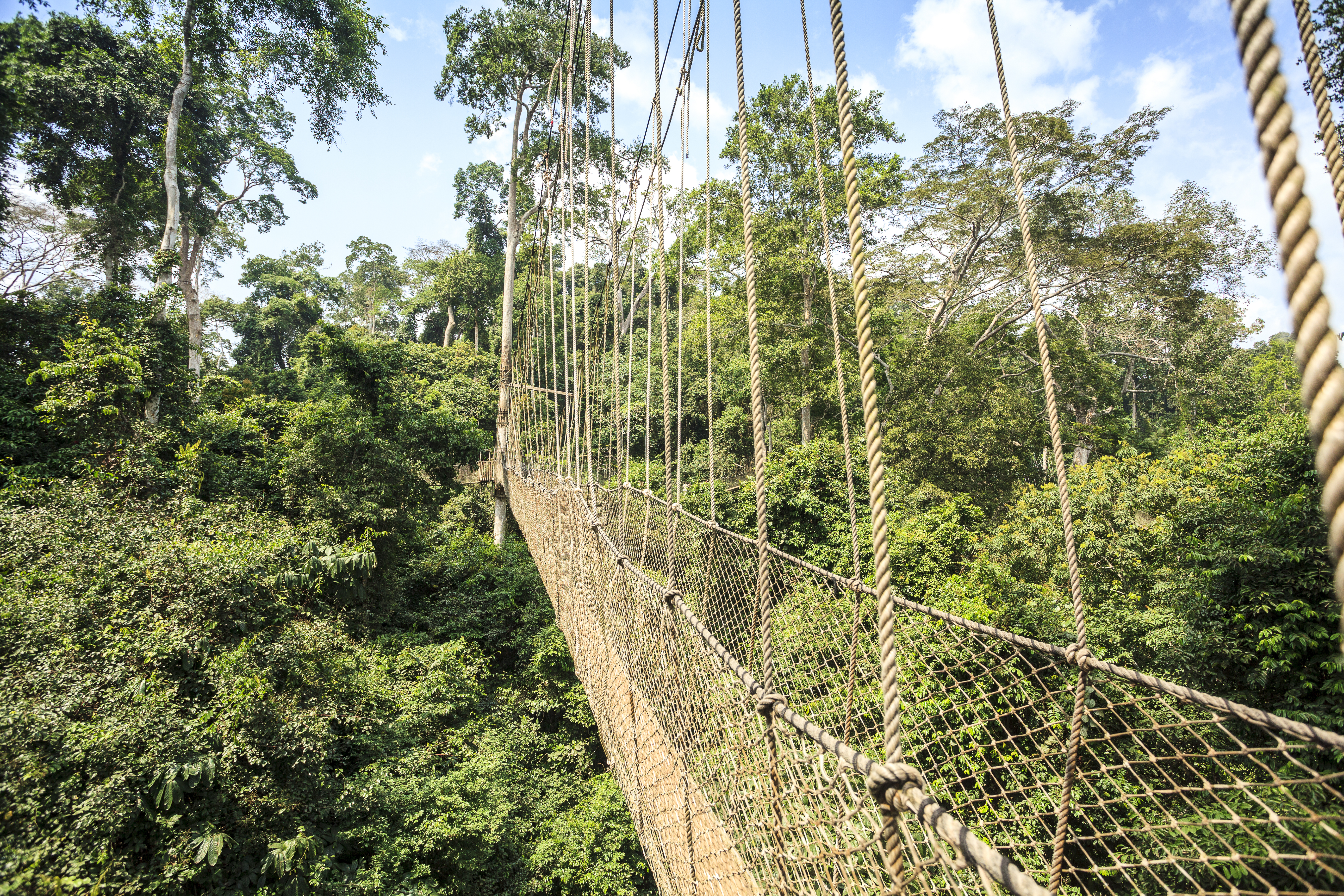 Love Nature? Check Out These Rainforests - Canopy Walkway in Kakum National Park