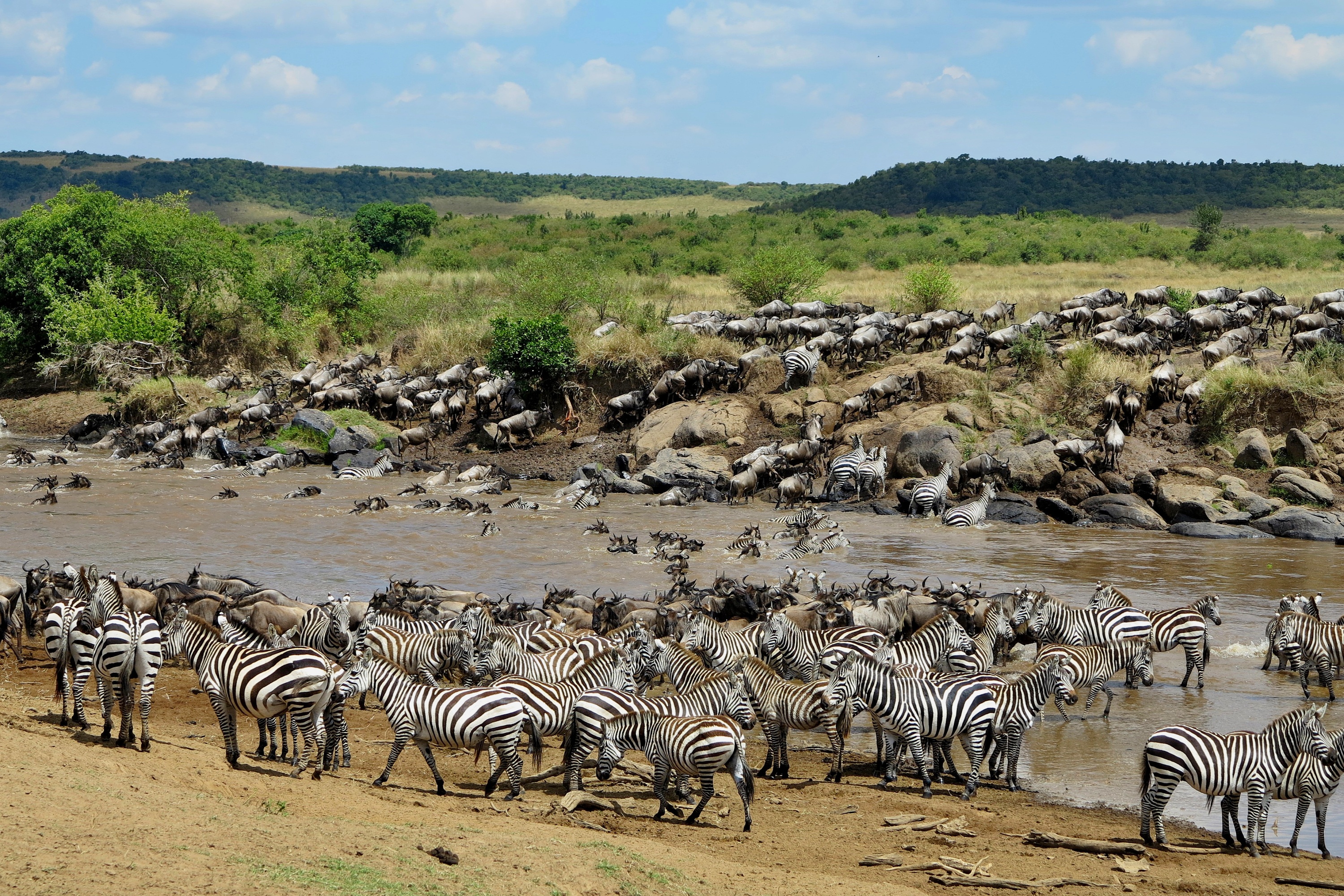 Best Family Friendly Things to Do in Kenya - The Great Migration in Masai Mara