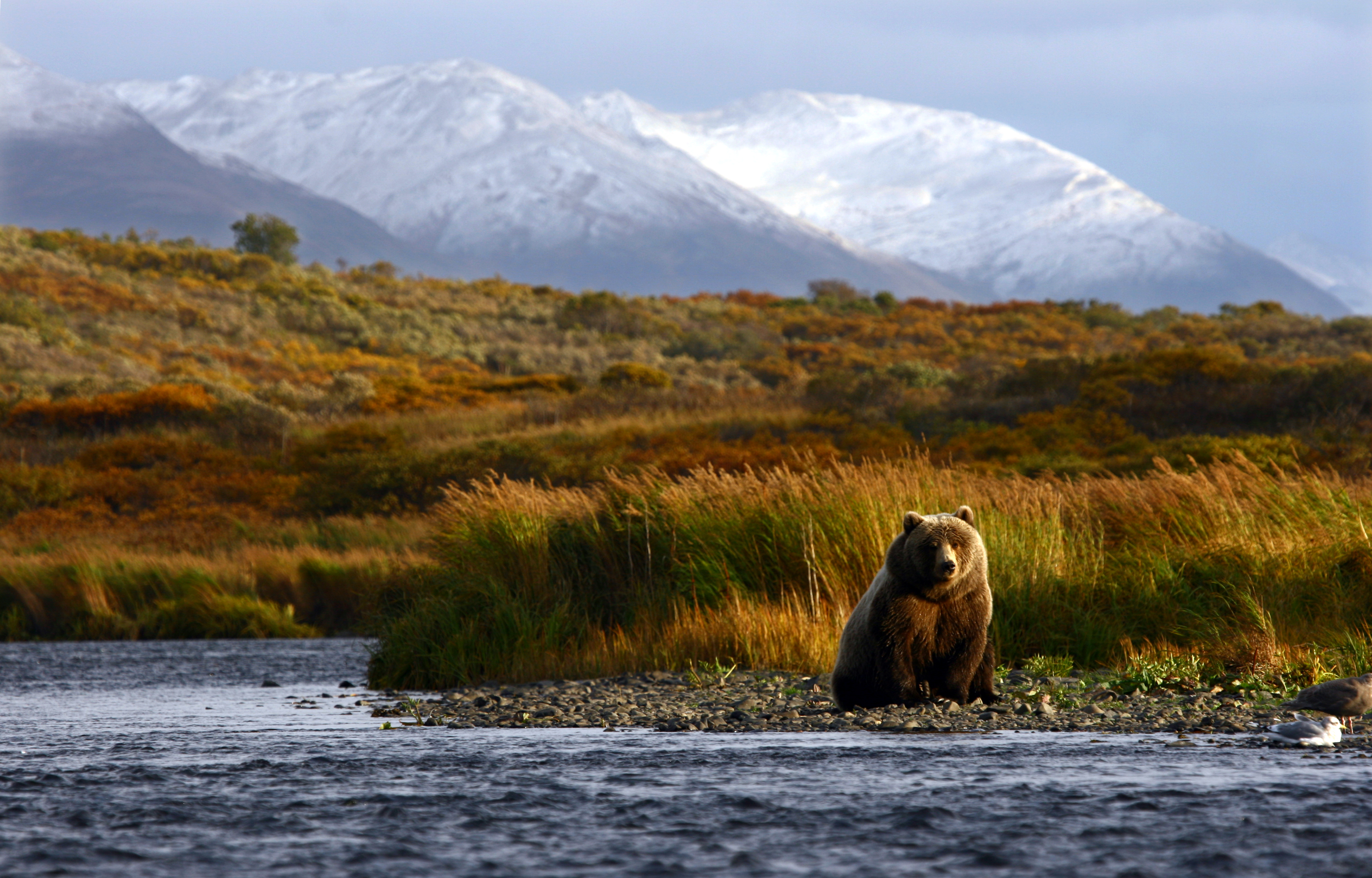 No Passport Required for These 7 Islands - Kodiak Bear on Kodiak Island