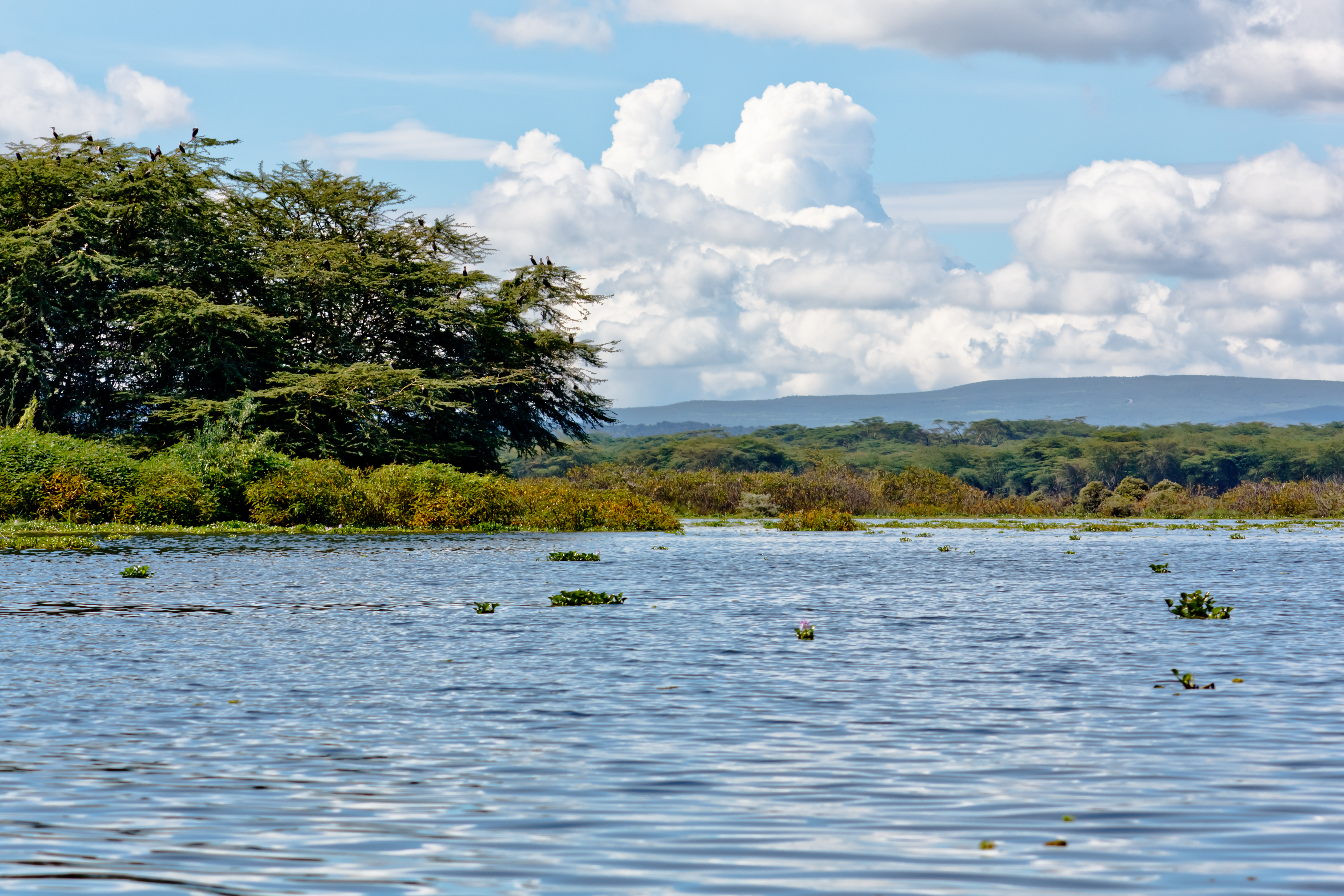 Best Places in Kenya to See During a Family Vacation - Lake Naivasha