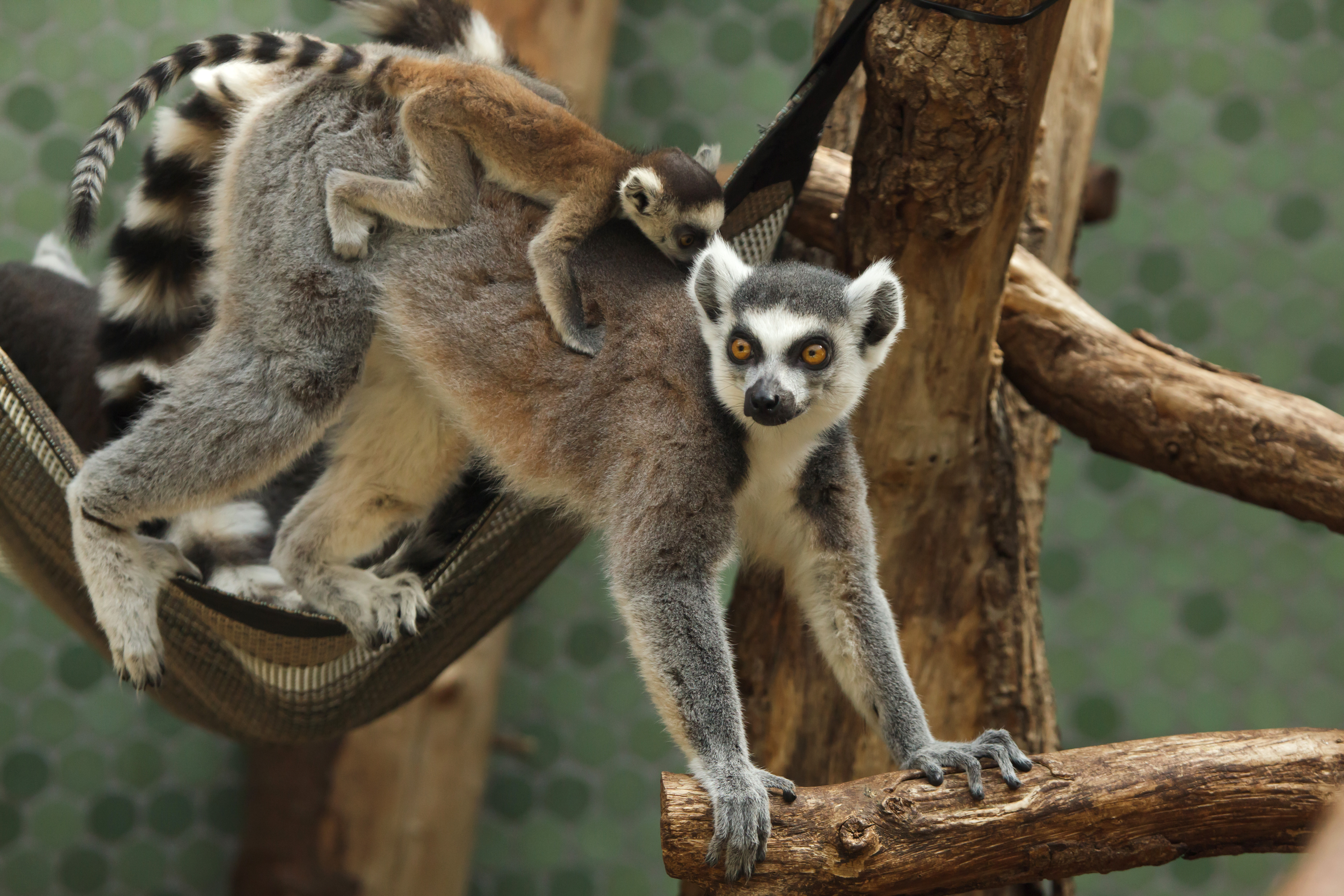 Visit These Places in Madagascar - Lemurs