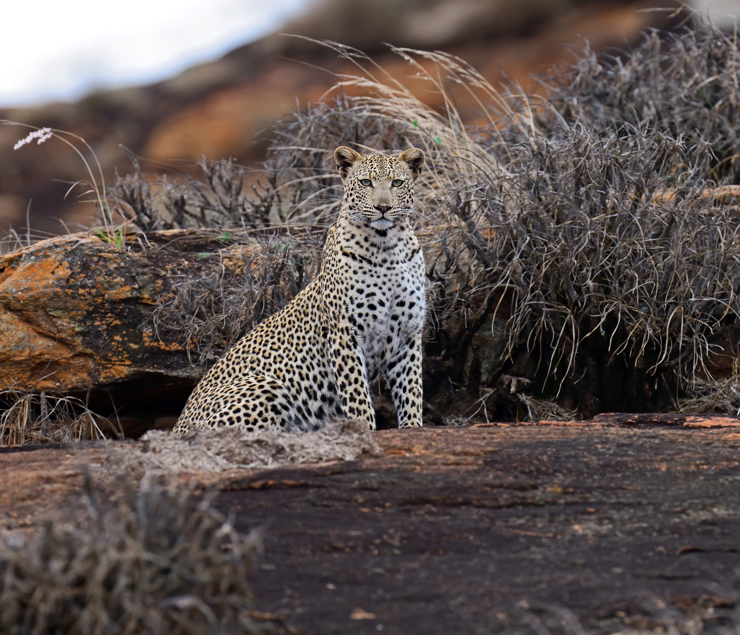 Best Places in Kenya to See During a Family Vacation - Leopard in Tsavo National Park