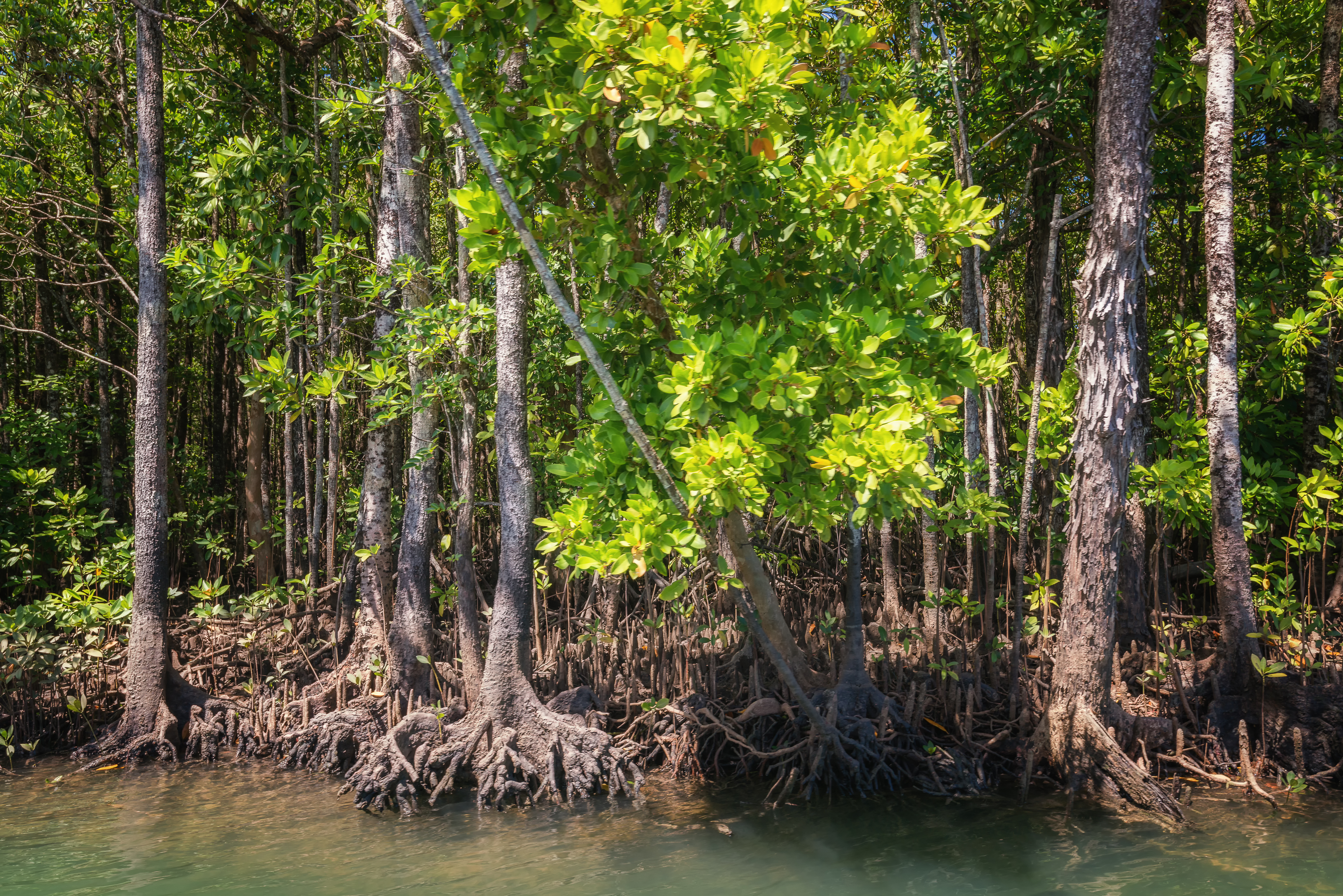 Love Nature? Check Out These Rainforests - Mangroves in Daintree National Park