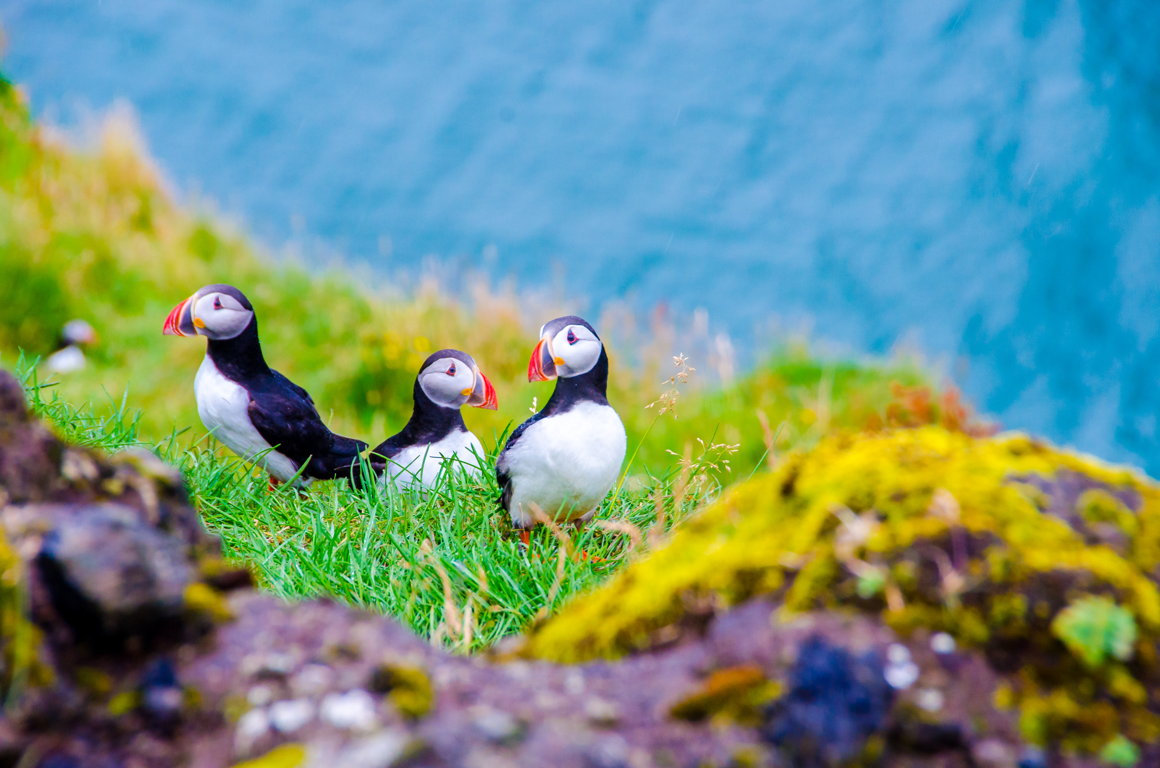 Plan Your Family Vacation in Iceland with My Travel Guide - Puffins on the Coast of Iceland