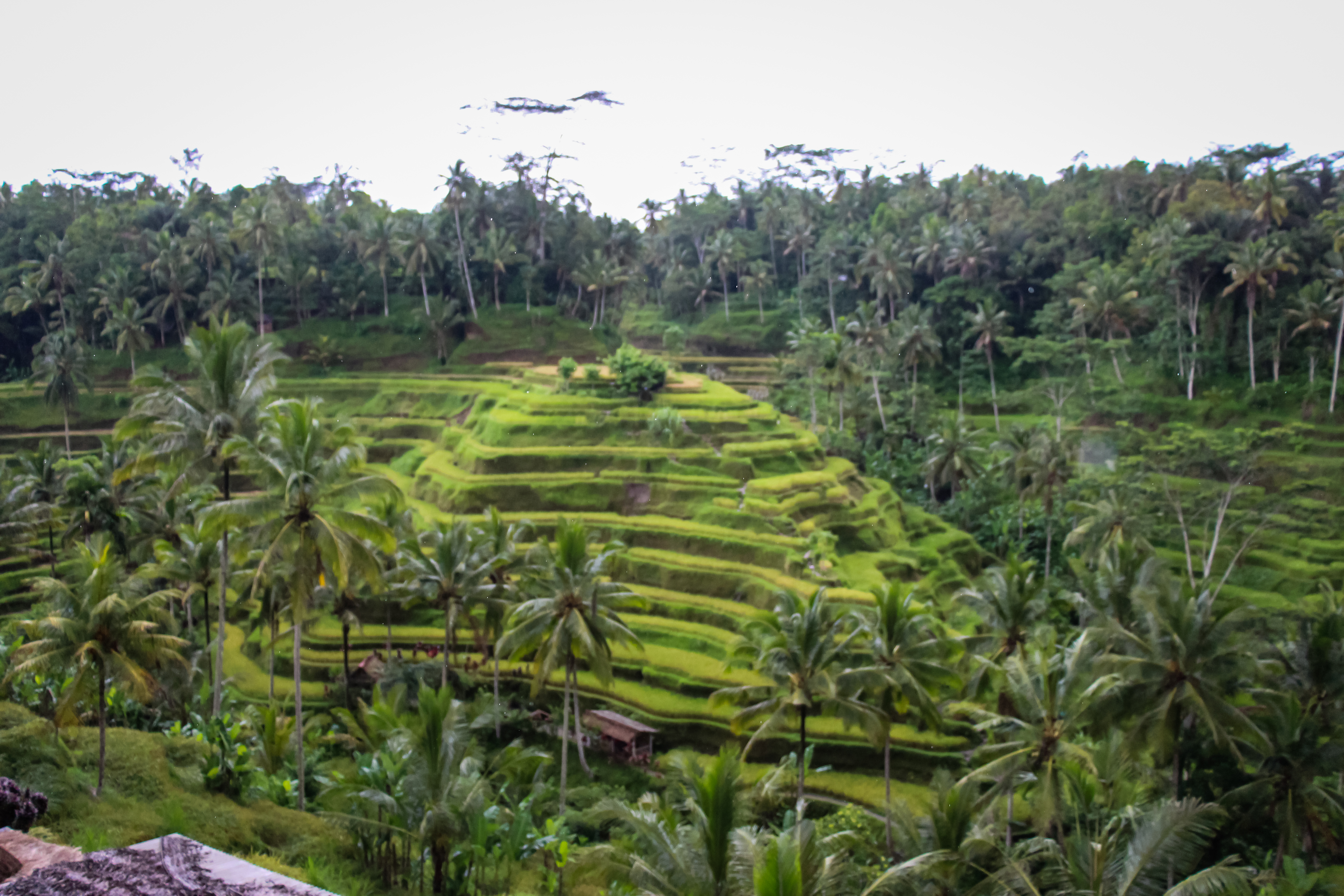 Best Things to Do in Bali - Tegalalang Rice Terrace