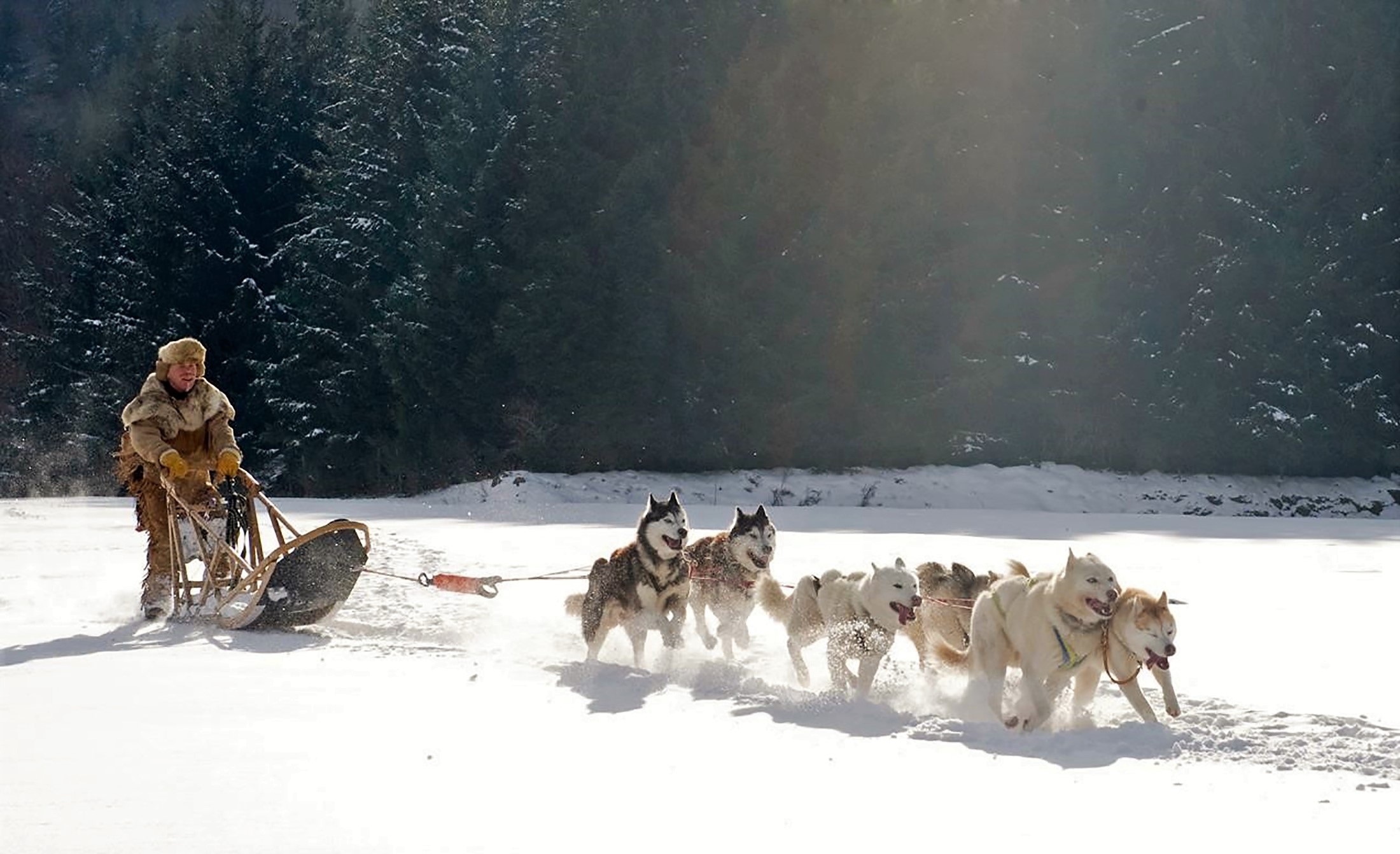 Best Things to Do in Fairbanks, Alaska - Sled Dogs
