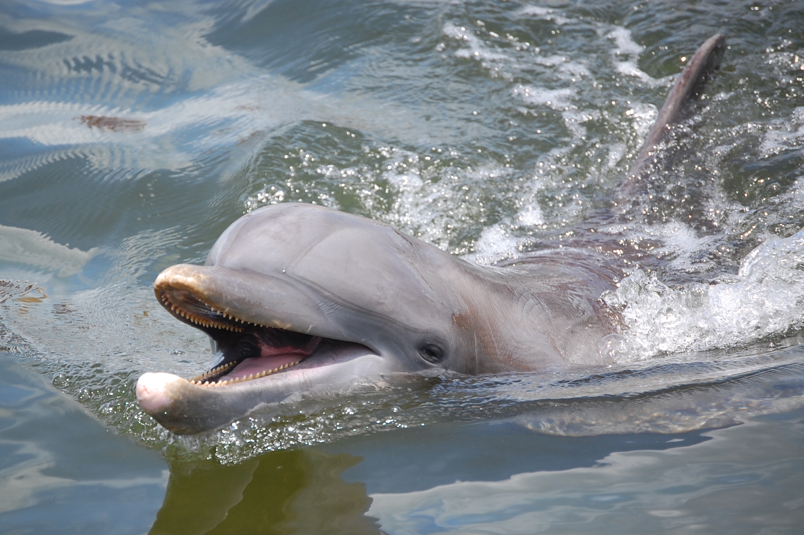 Best Things to Do in Florida Keys - Dolphin in the Florida Keys