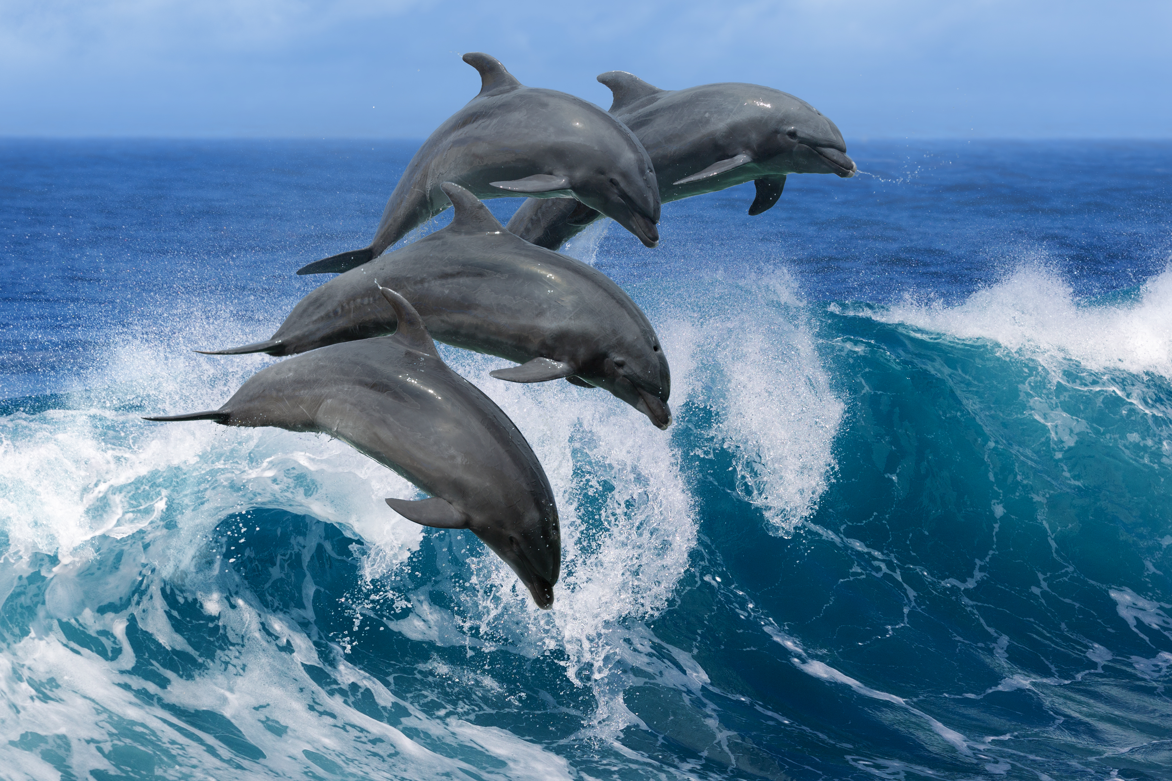 Get Closer to Wildlife in Hawaii - Dolphins