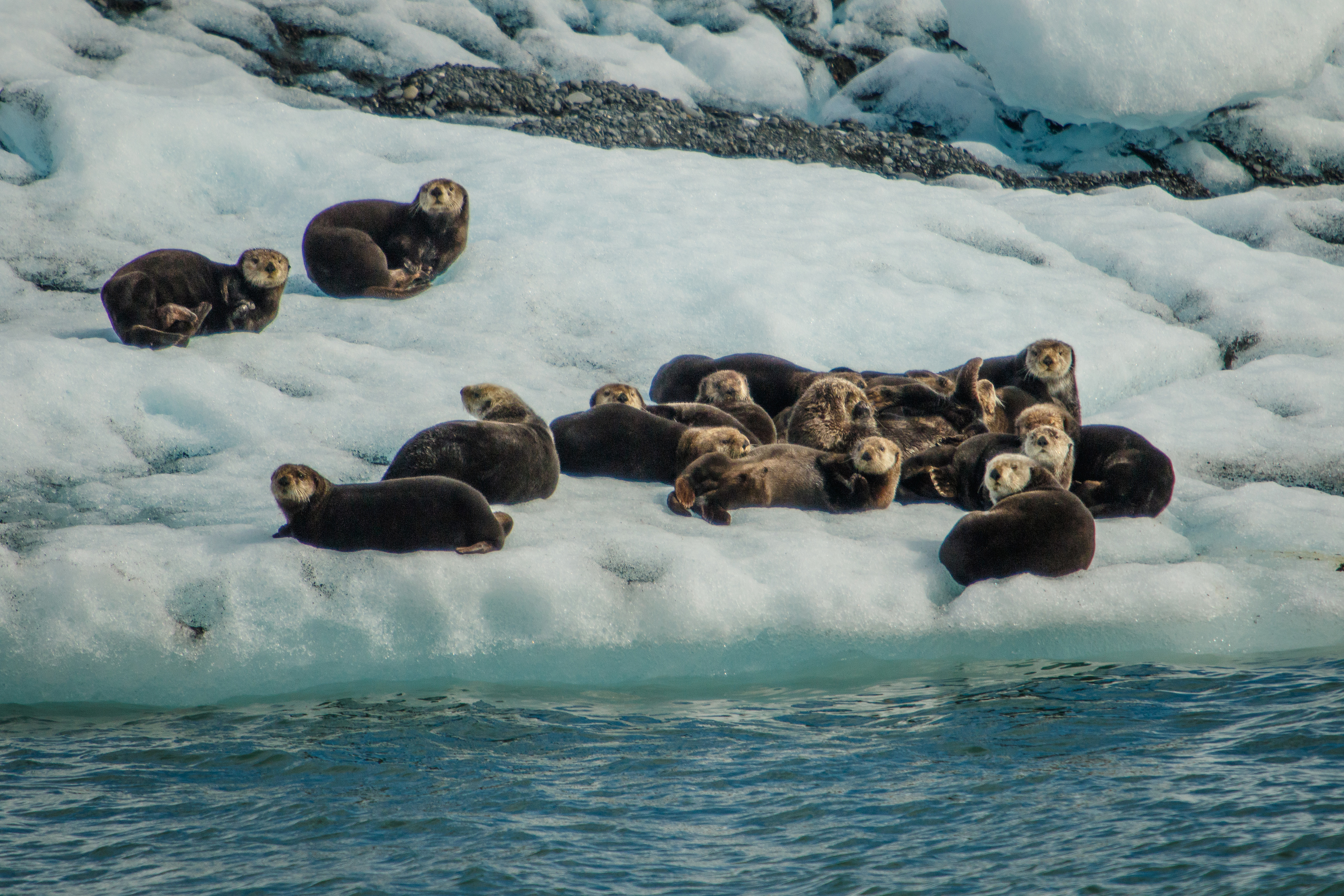 Discover the Best of Alaska in 8 Days - Sea Otters in Prince William Sound