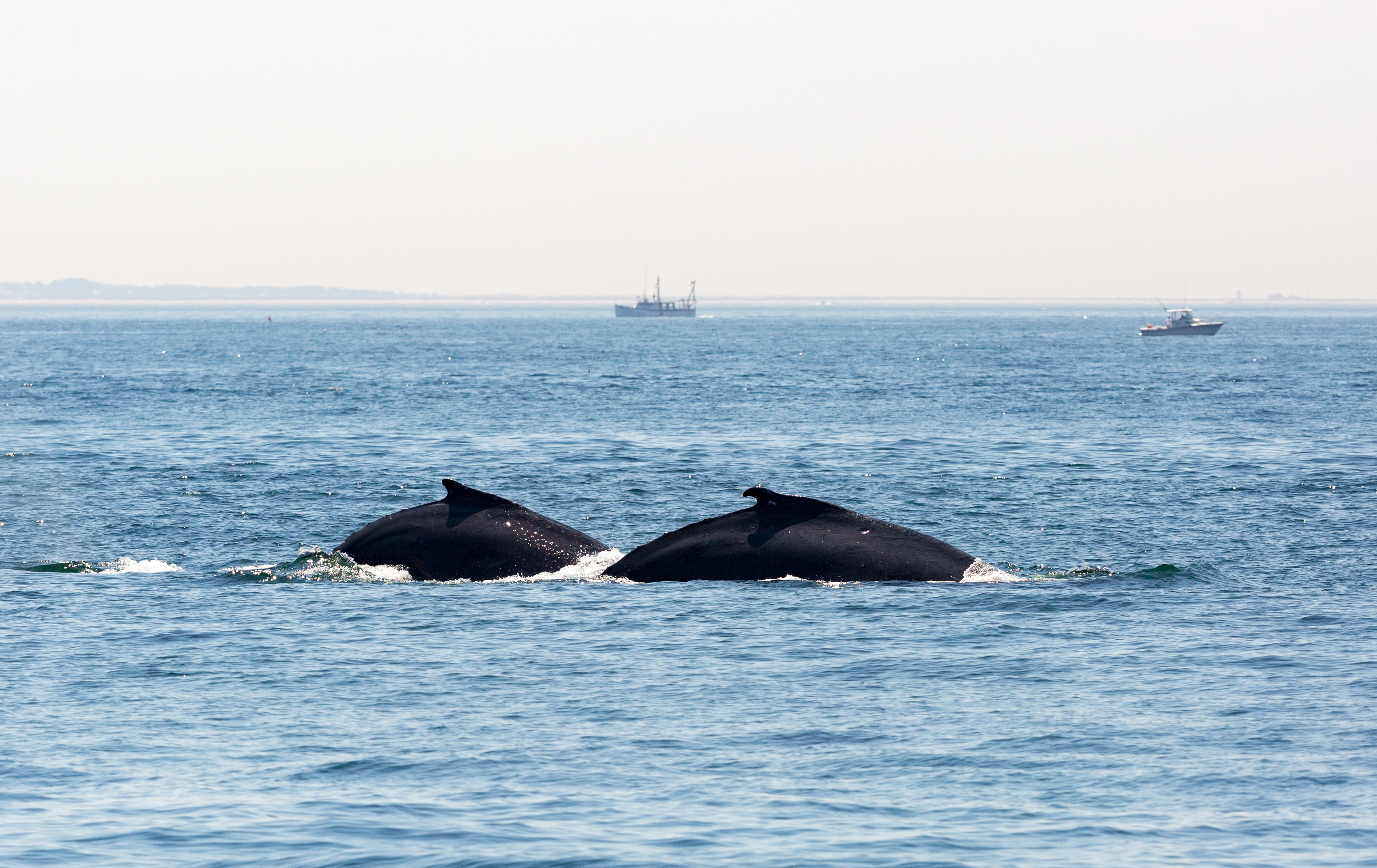 Best Things to Do in Boston - Whale Watching