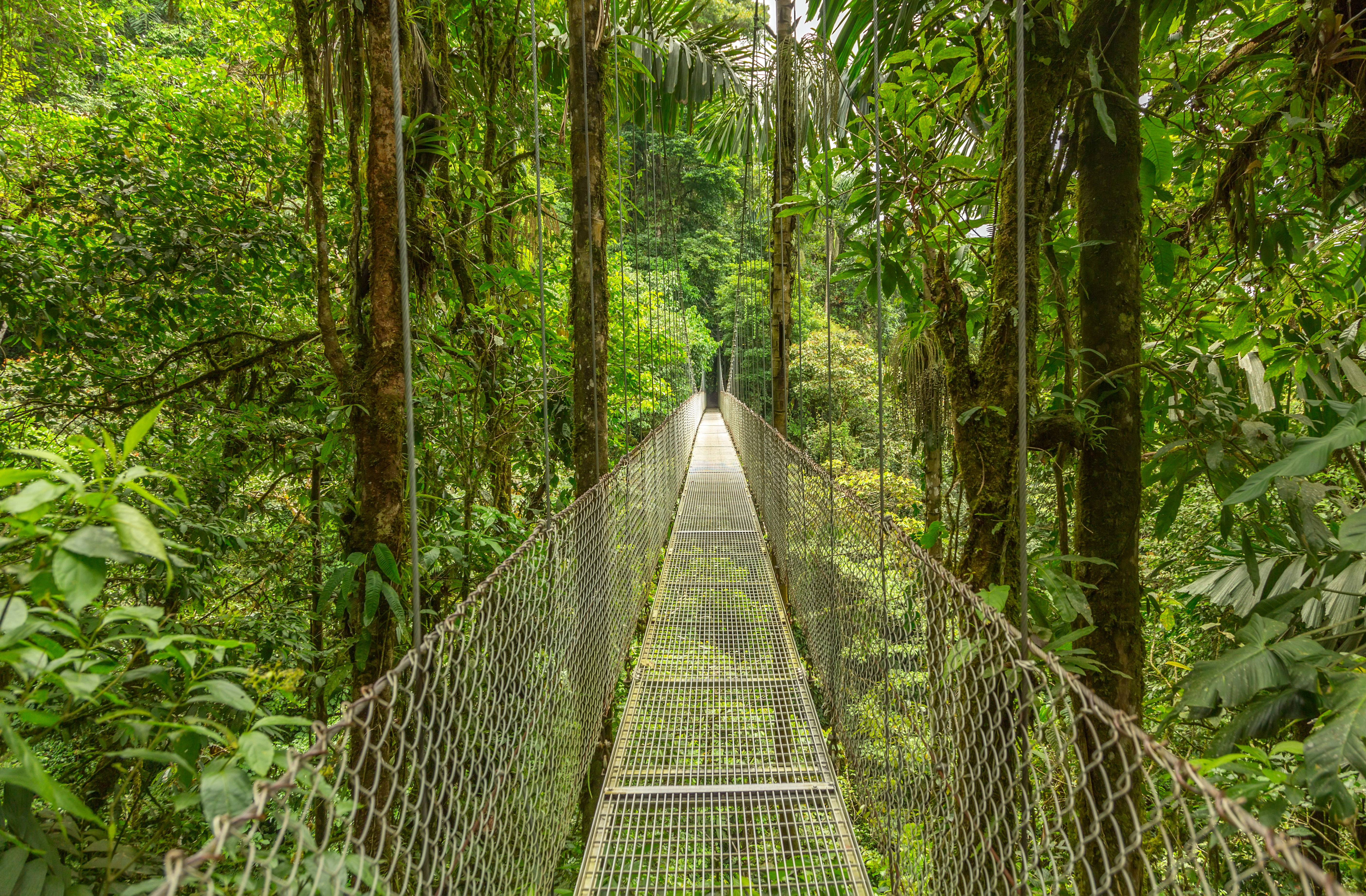 10 Days Experiencing the Beauty of Costa Rica with Your Family - Hanging Bridge in Costa Rica