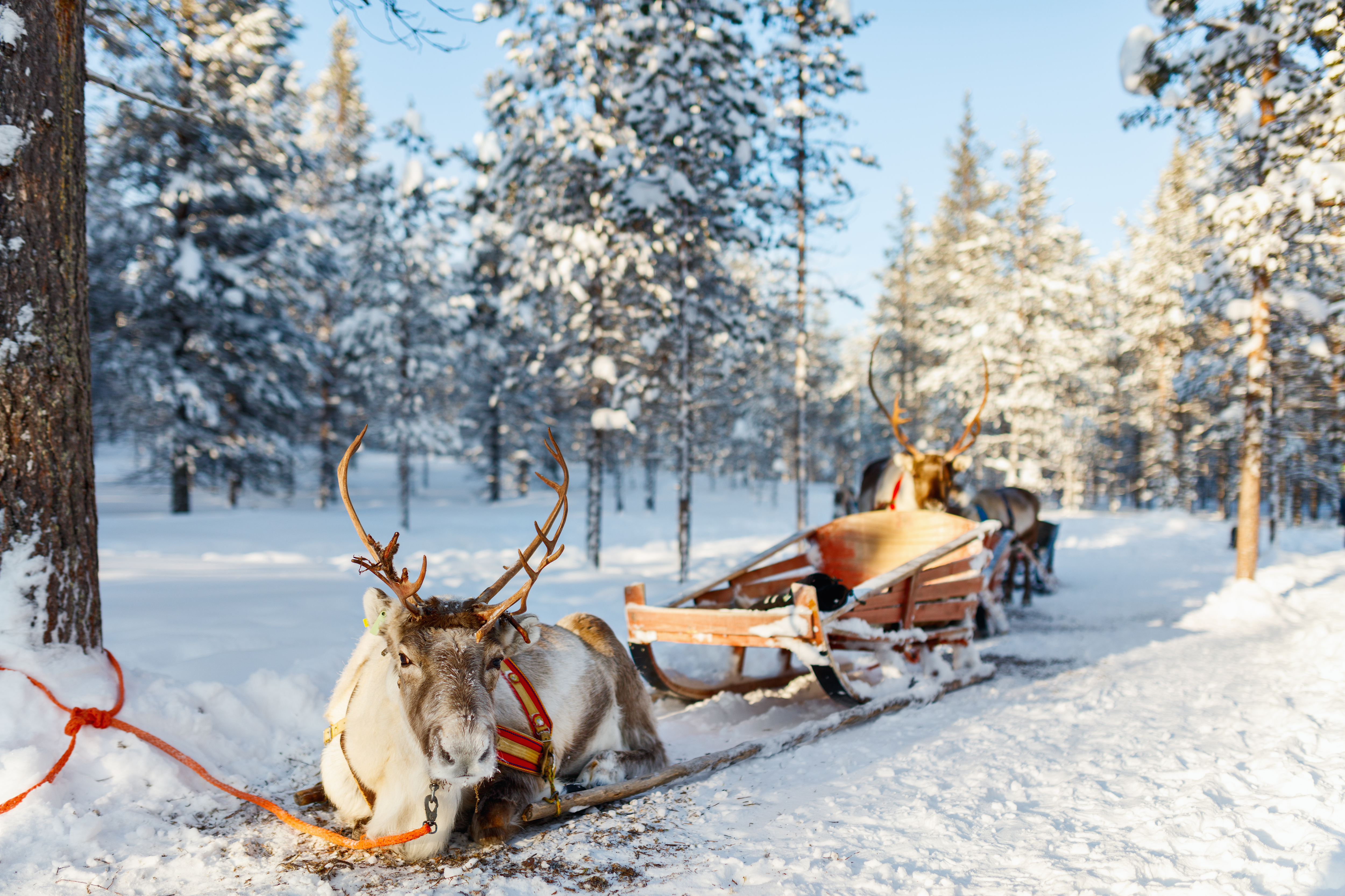 4 Spectacular Nights in Lapland - Reindeer Safari in Lapland