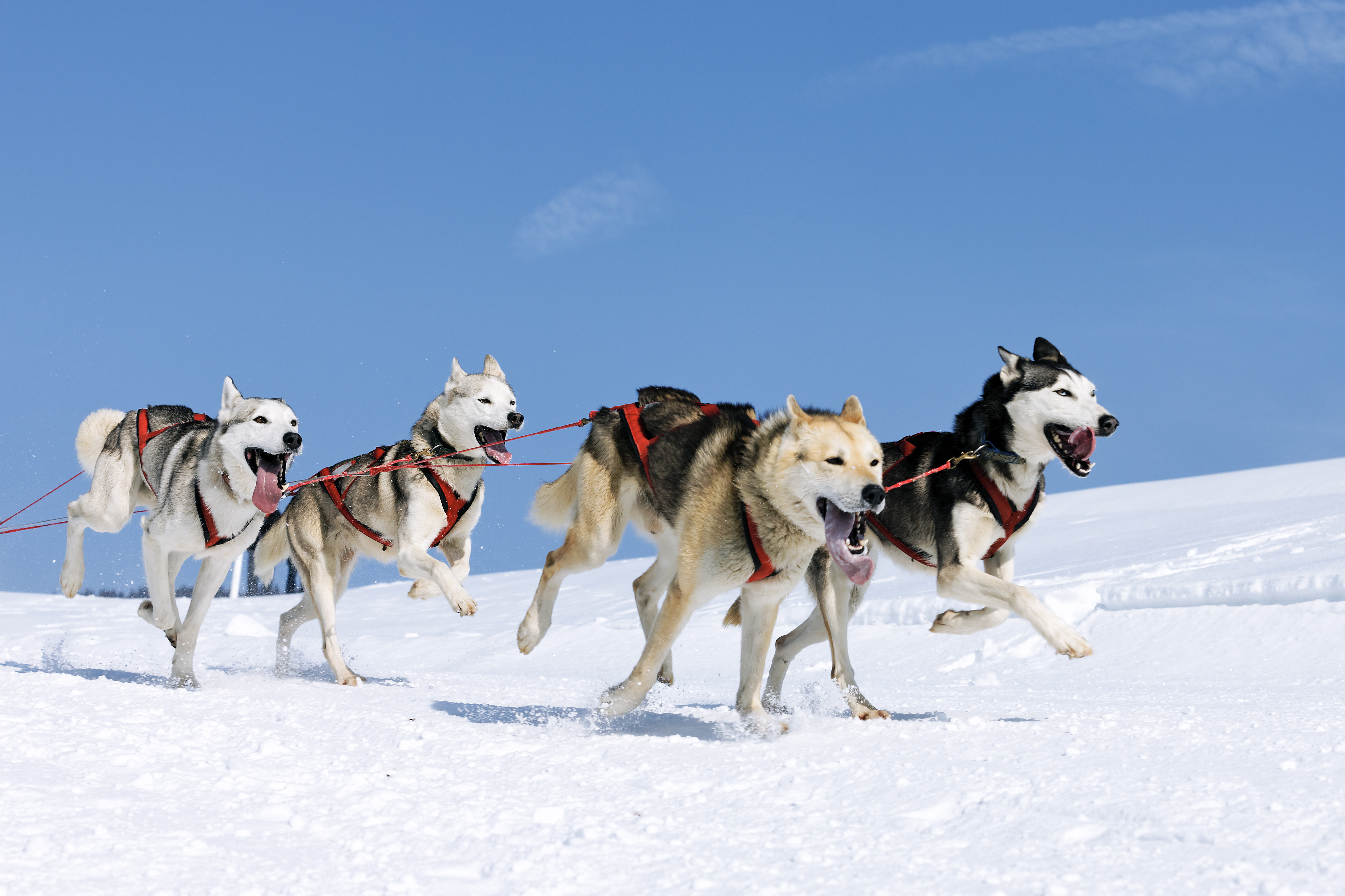 Extraordinary 8 Day Alaska Vacation to Make Memories with Your Family - Sled Dogs