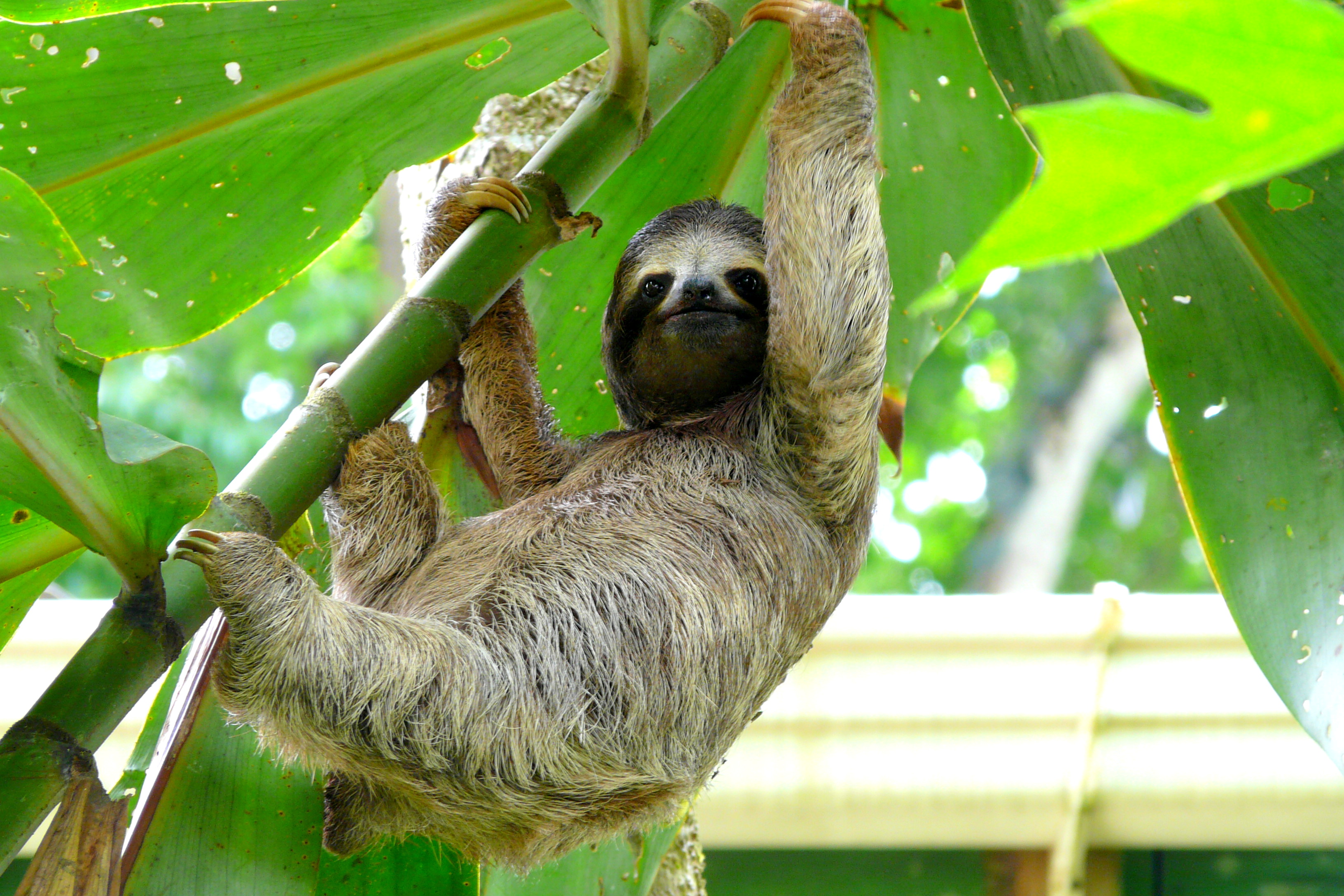 10 Days Experiencing the Beauty of Costa Rica with Your Family - Sloth in Costa Rica