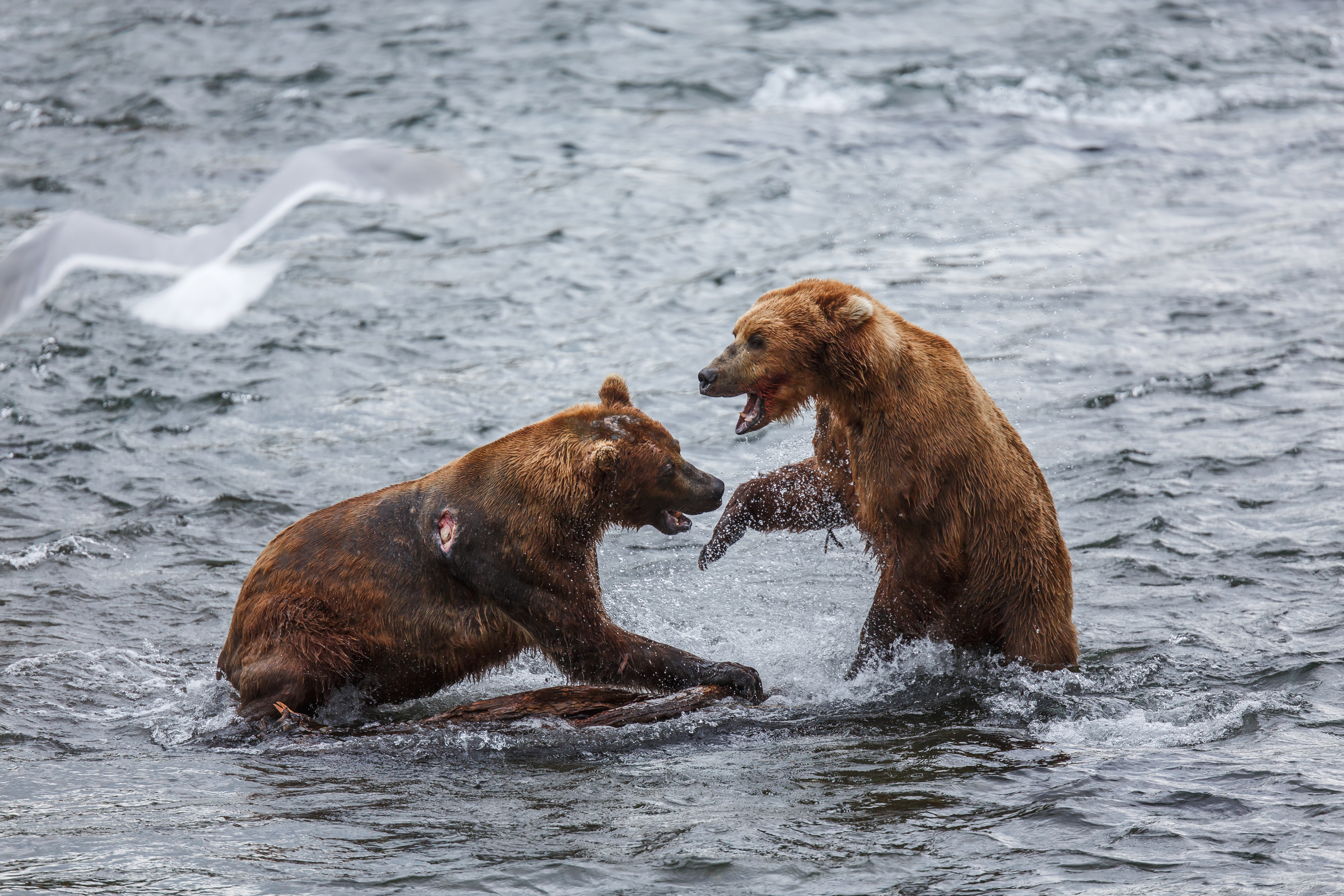 Experience an Amazing Vacation in Alaska in 8 Days with Your Family - Bears Catching Salmon in the Kenai River