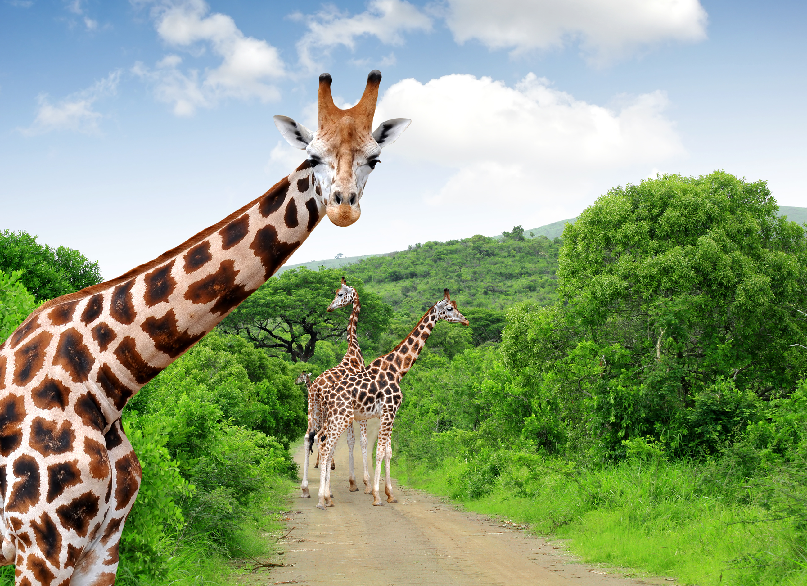 Visit an Amazing Birthday Vacation Destination with Your Family - Giraffes in Kruger National Park