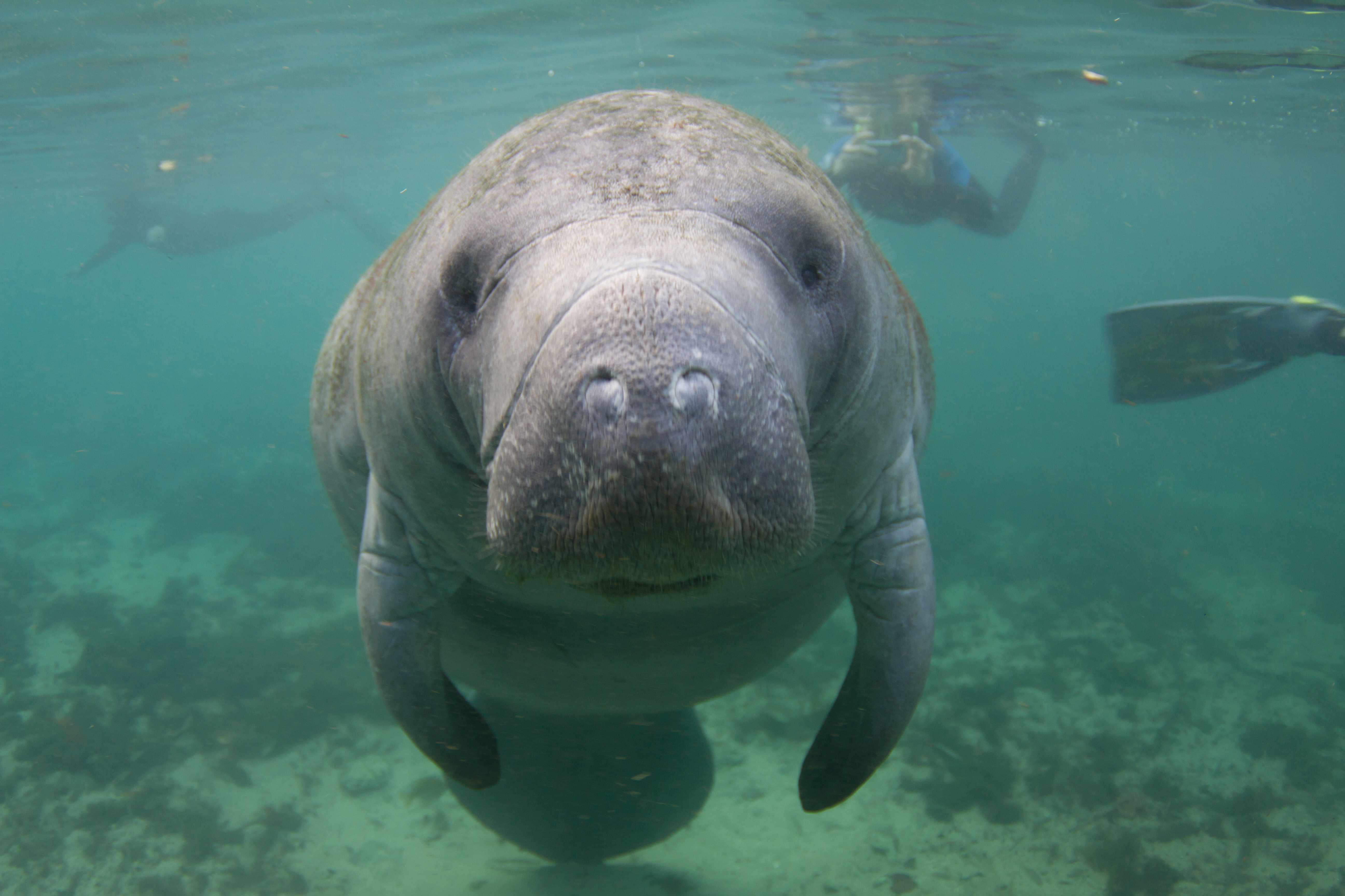 Best Things to Do in Orlando for an Epic Family Vacation - Swimming with Manatees