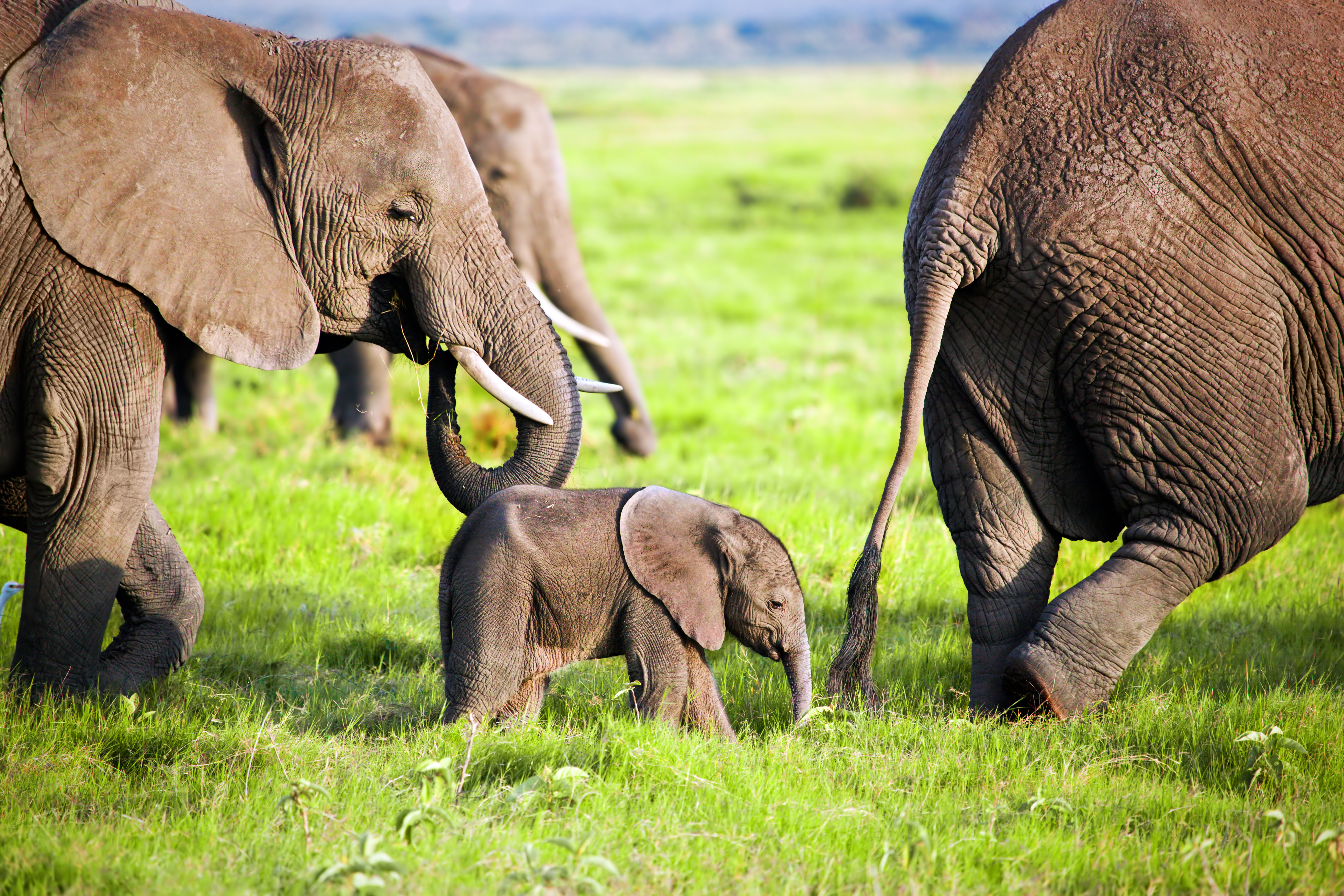 10 Day Amazing Safari During Your Family Vacation in Kenya - Elephants in Amboseli National Park