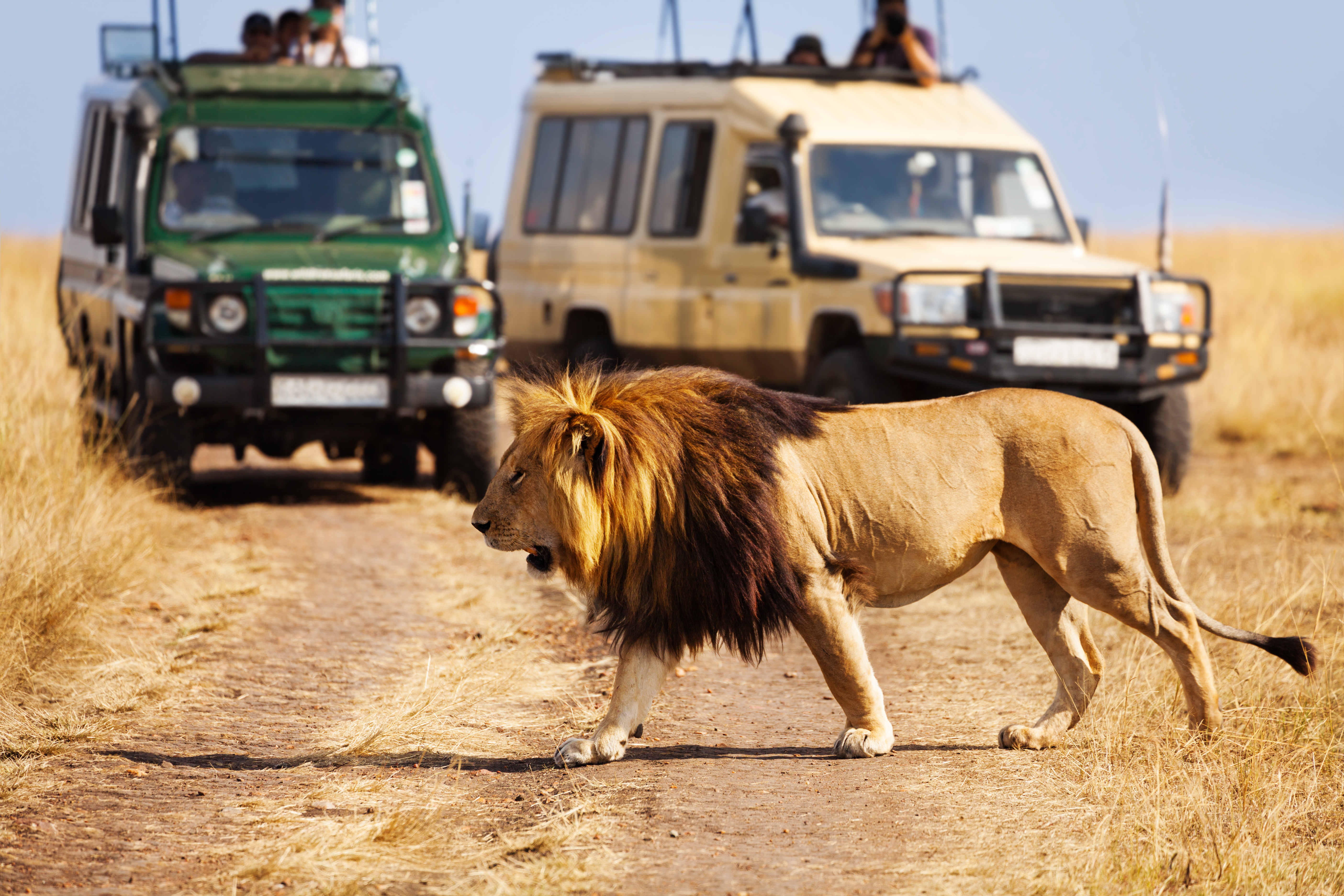 10 Day Amazing Safari During Your Family Vacation in Kenya - Lion Crossing in Front of Vehicle in Masai Mara National Reserve