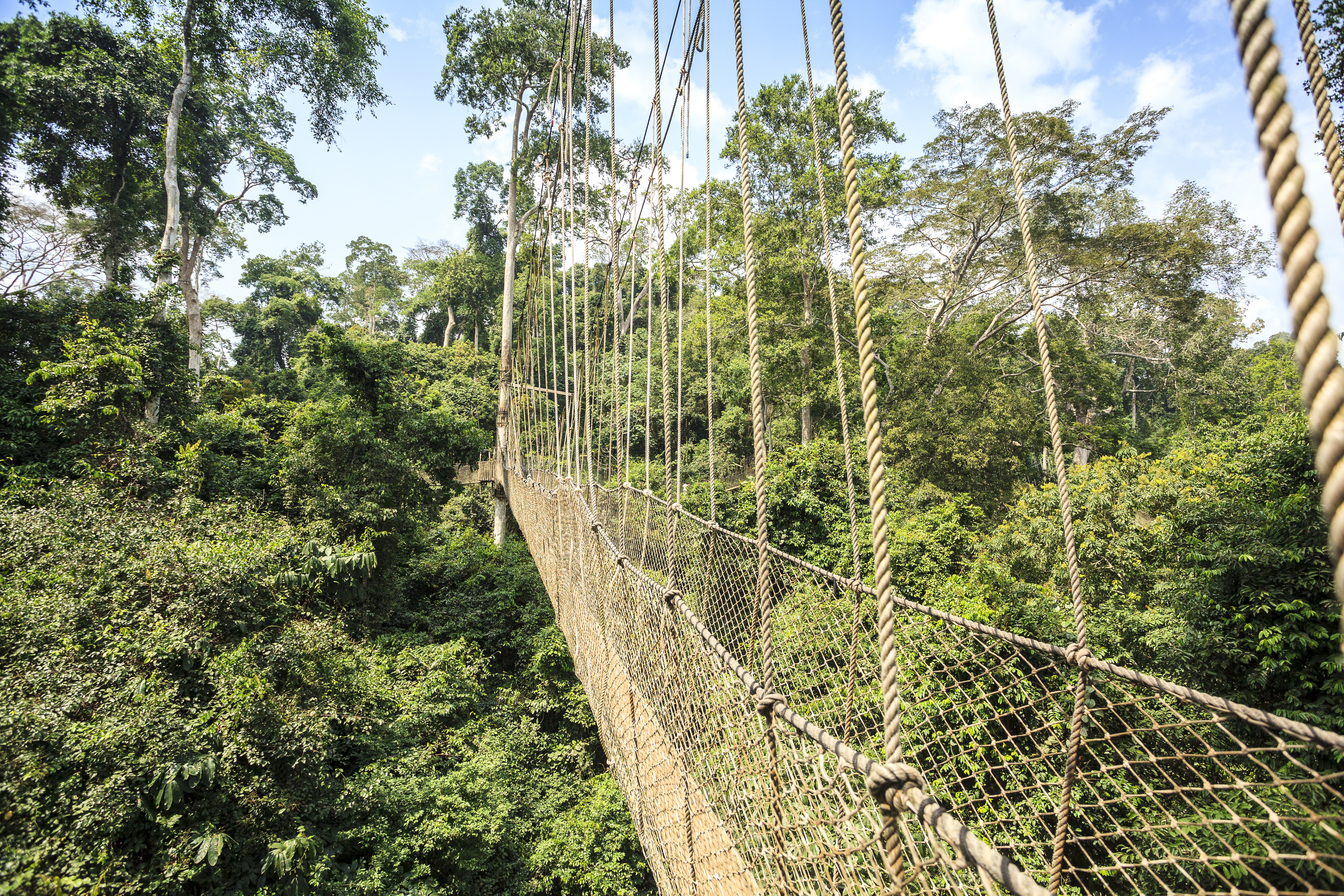 How to Include Adventure Activities for Families on Vacation - Canopy Walkway in Kakum National Park