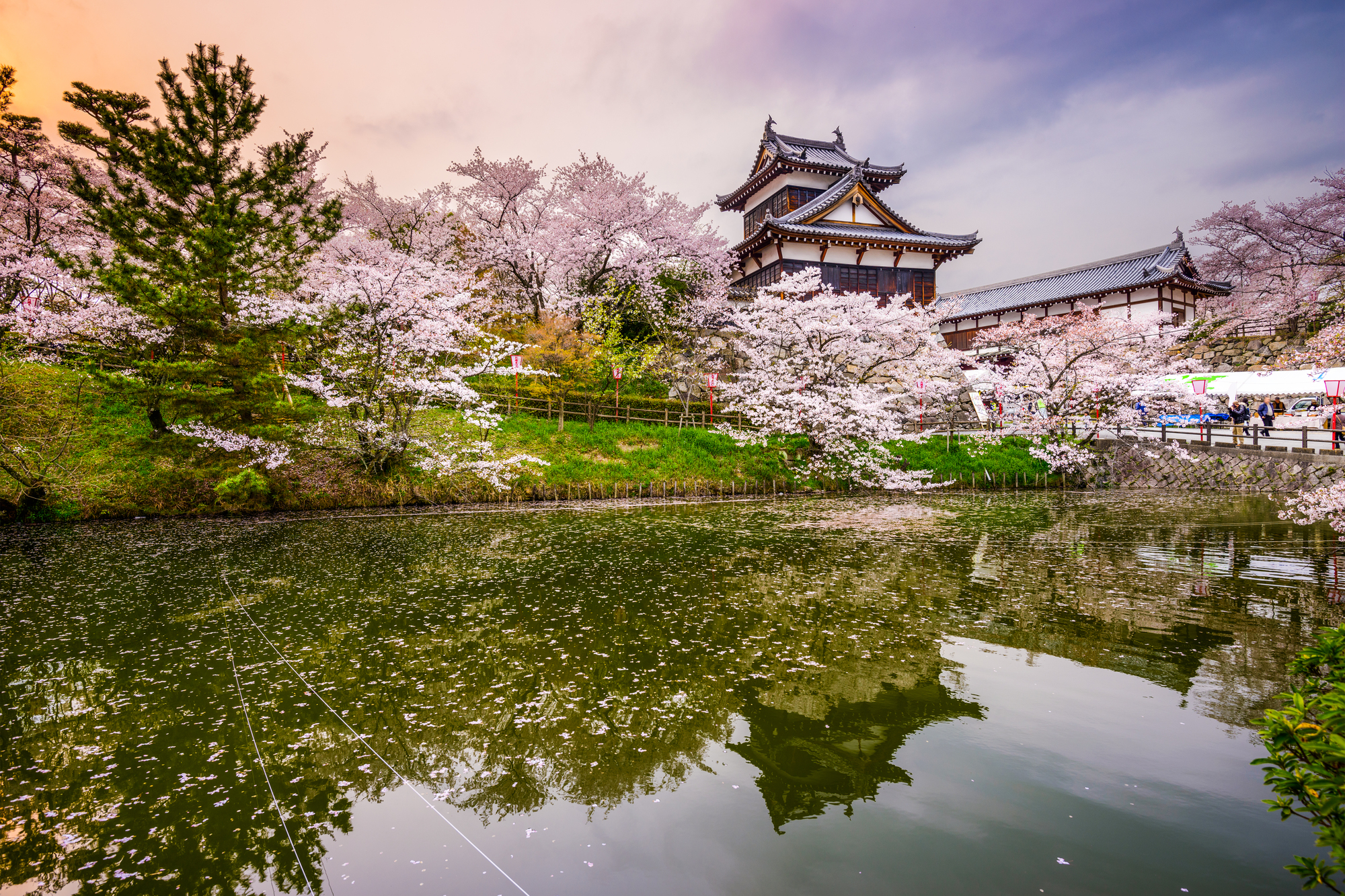 Best Festivals and Events for Solo Female Travelers - Cherry Blossoms in Japan