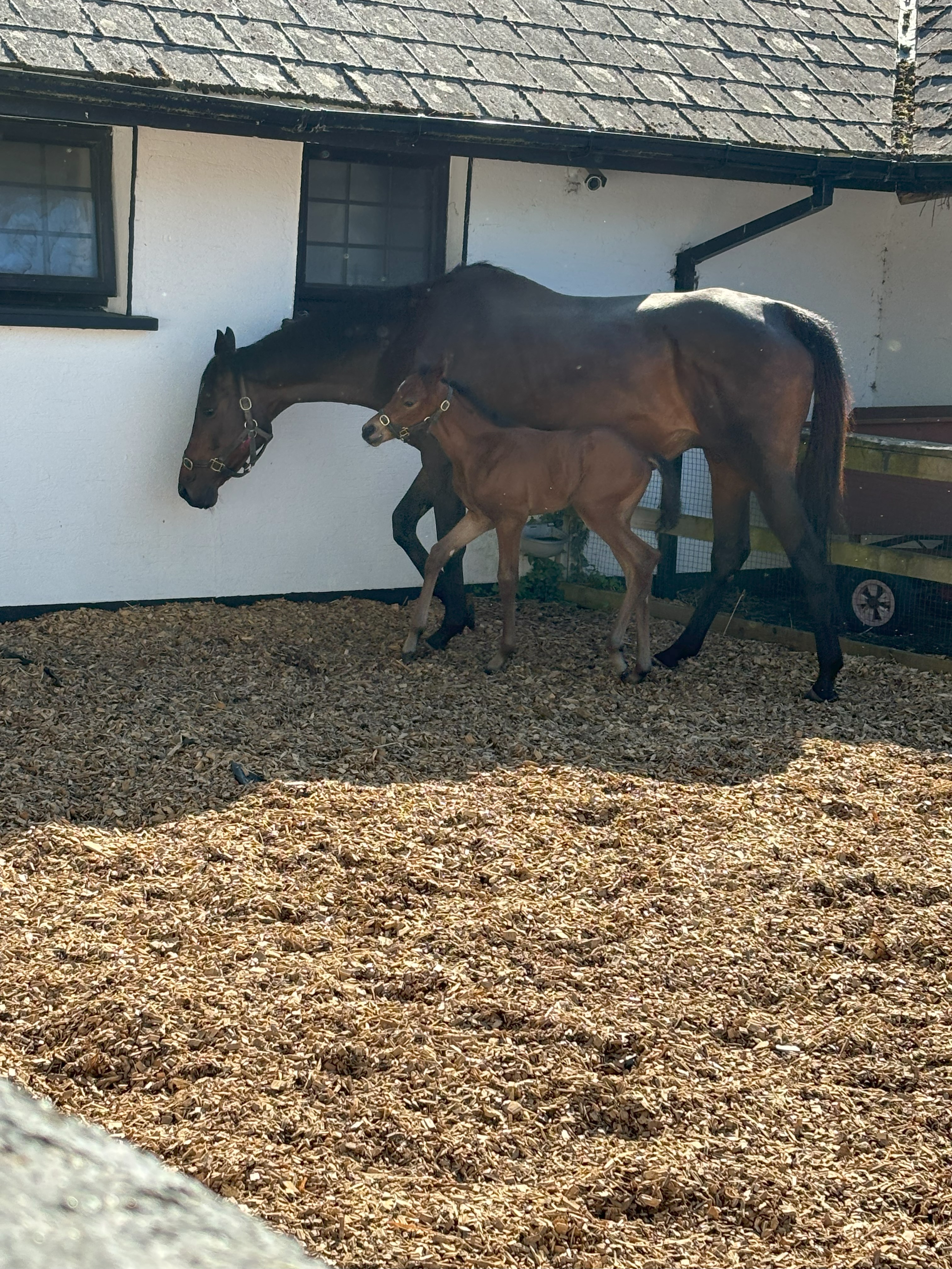 An Exhilarating Vacation in Ireland - 2 Day Old Foal and Mama at Irish National Stud