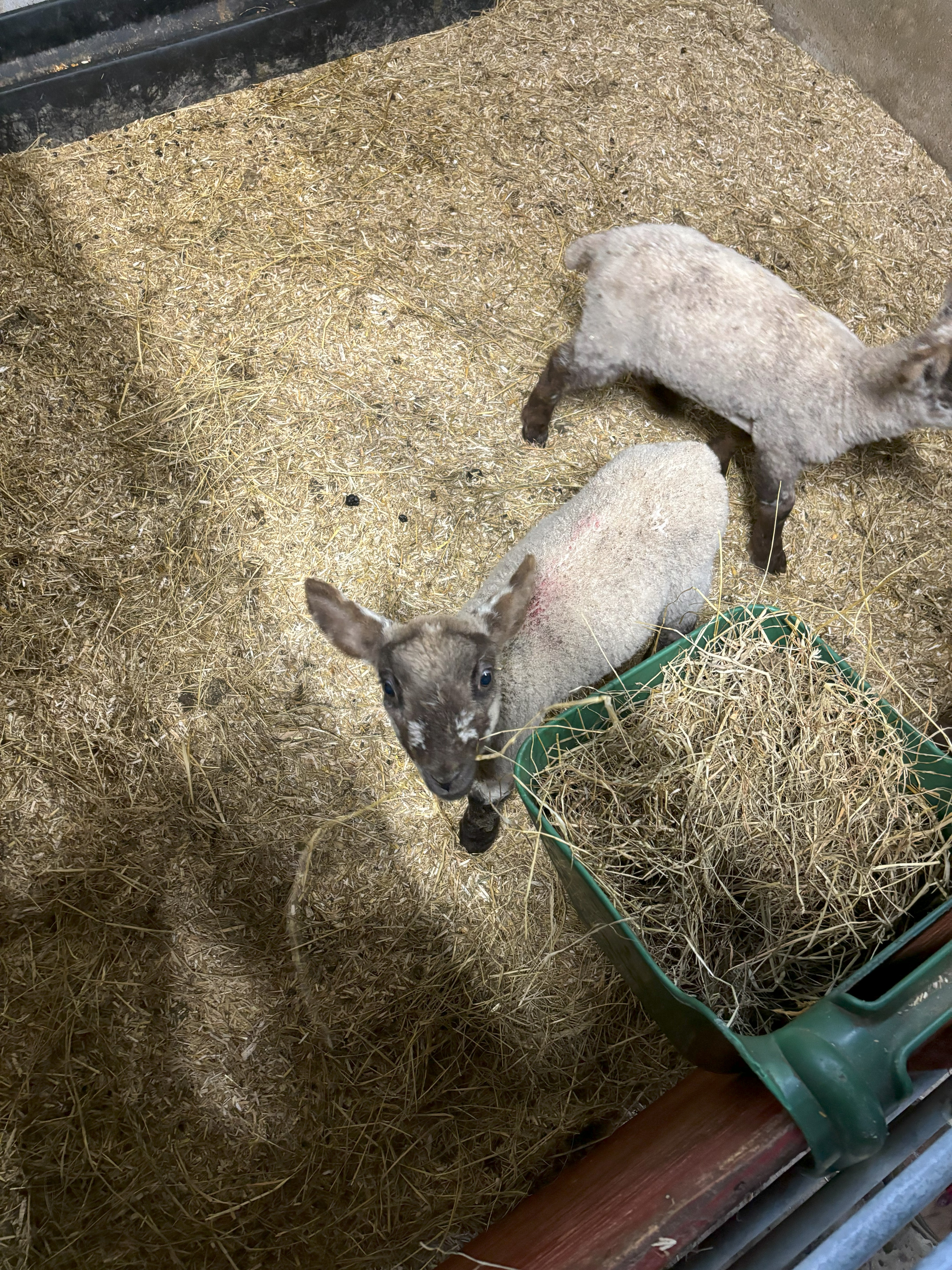 An Exhilarating Vacation in Ireland - Baby Lambs at Rathbaun Farm