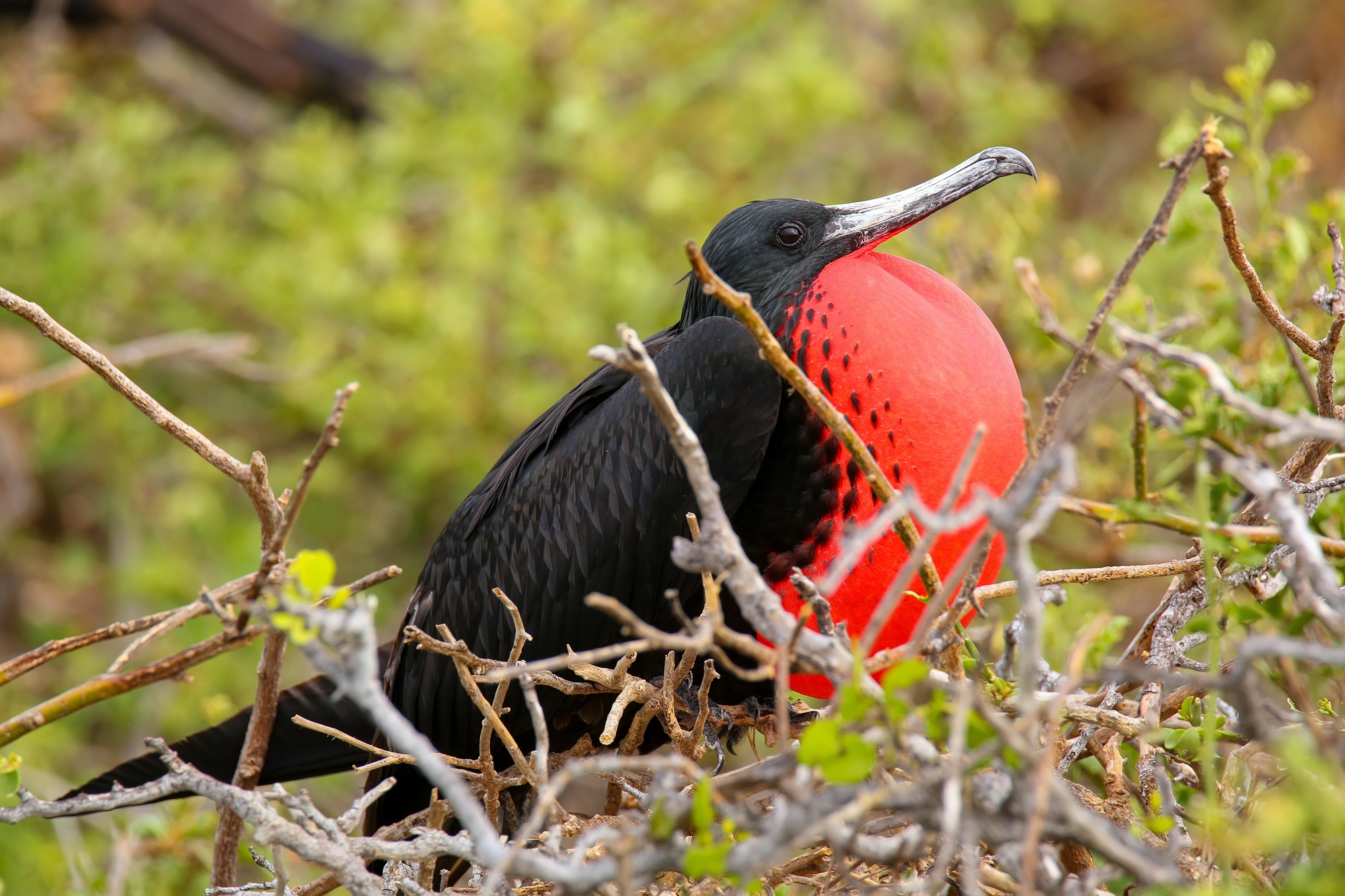 Dreaming of Antigua and Barbuda Travel for Your Family Vacation - Male Frigate Bird in Barbuda