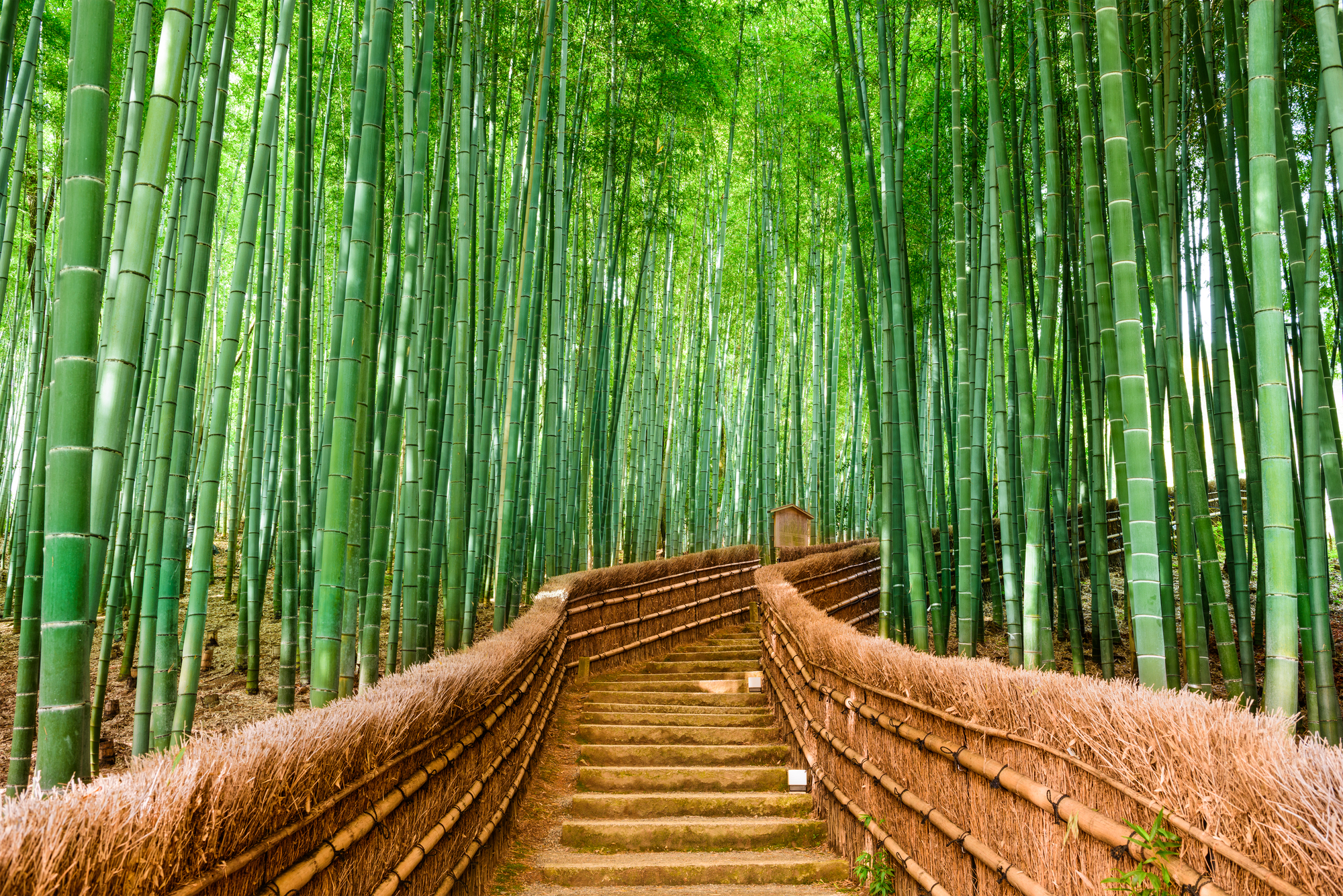 Best Destinations for Empty Nesters: Rediscover the Joy of Adventure Together - Arashiyama Bamboo Forest in Kyoto, Japan