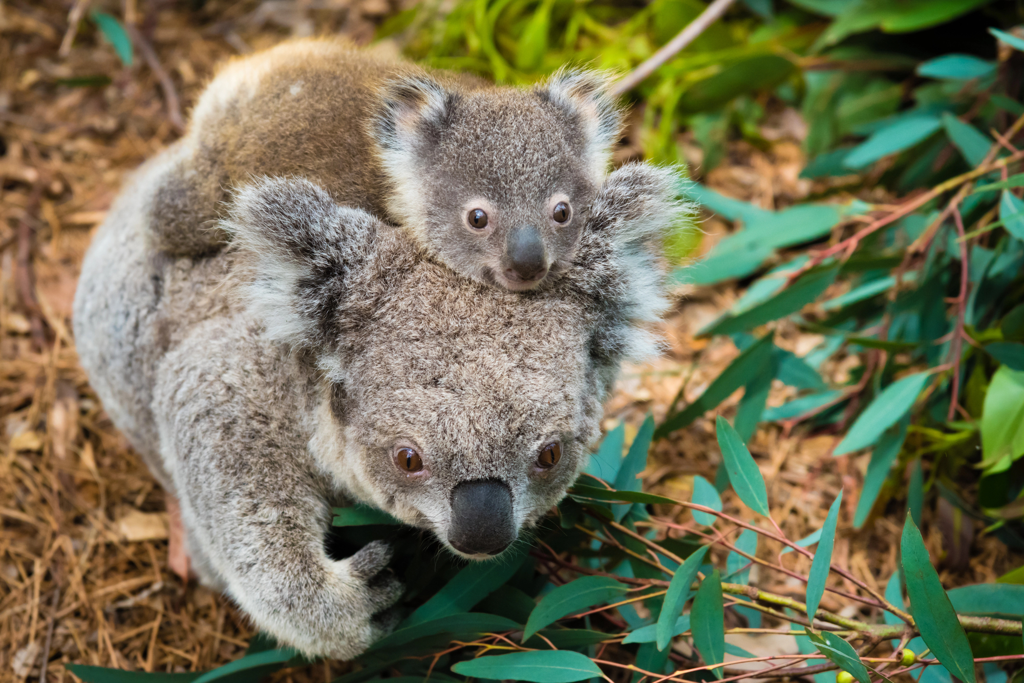 Empty Nester Travel: Travel Tips for Couples - Koala Bear with Baby in Australia