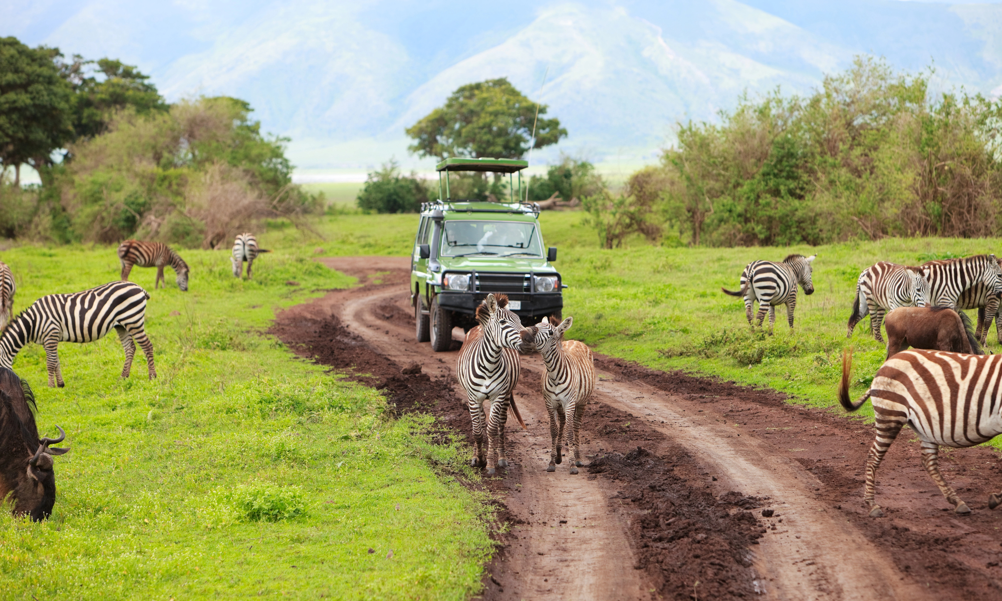 Best Safari Adventures for Couples: Luxury and Romantic Getaways for Empty Nesters - Game Drive Safari in Africa