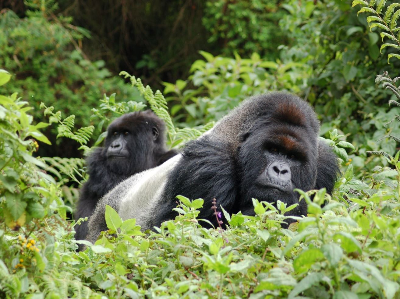 Best Safari Adventures for Couples: Luxury and Romantic Getaways for Empty Nesters - Gorillas in Uganda