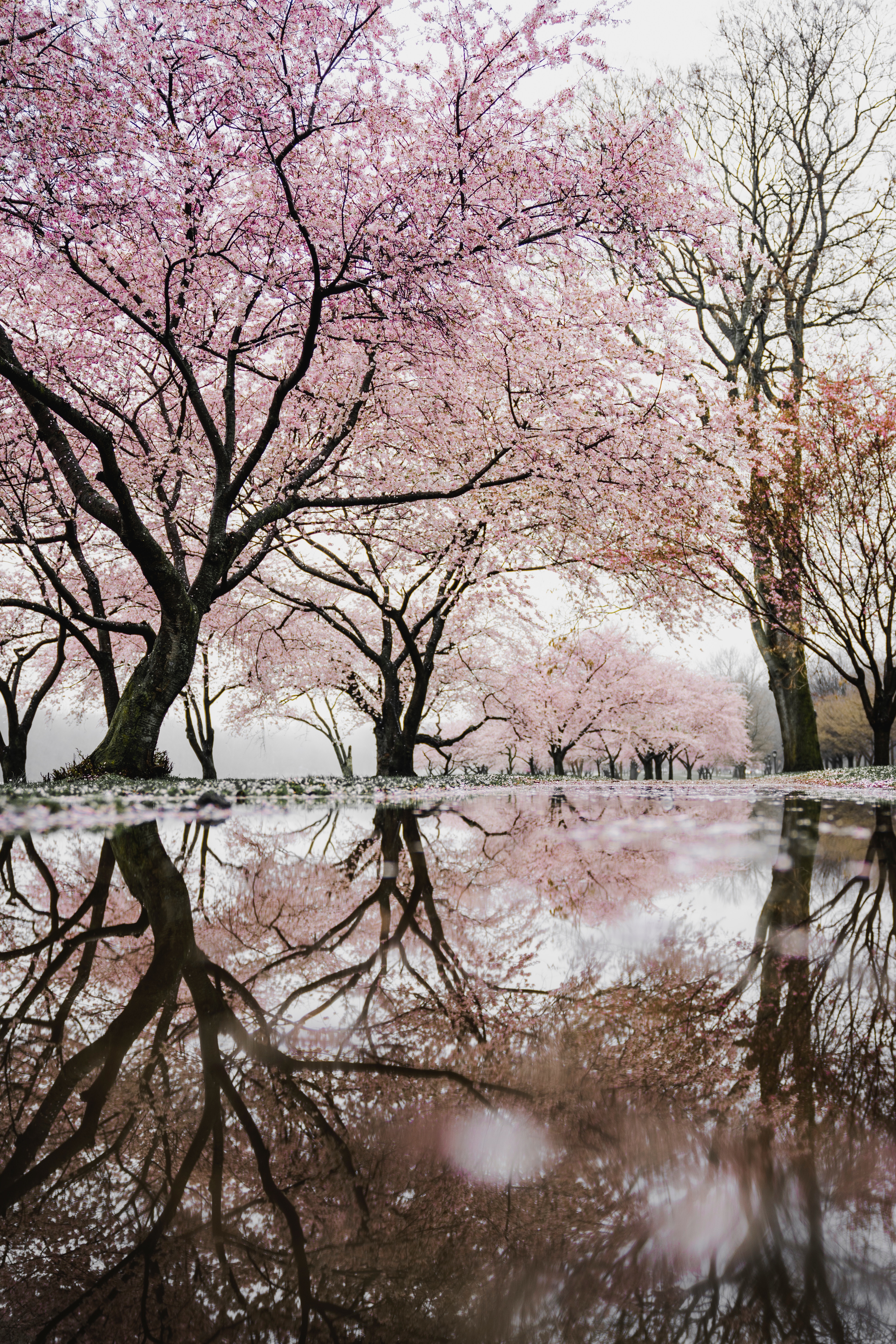 When to Plan a Vacation: The Best Time to Book for Every Season - Cherry Blossoms in Japan