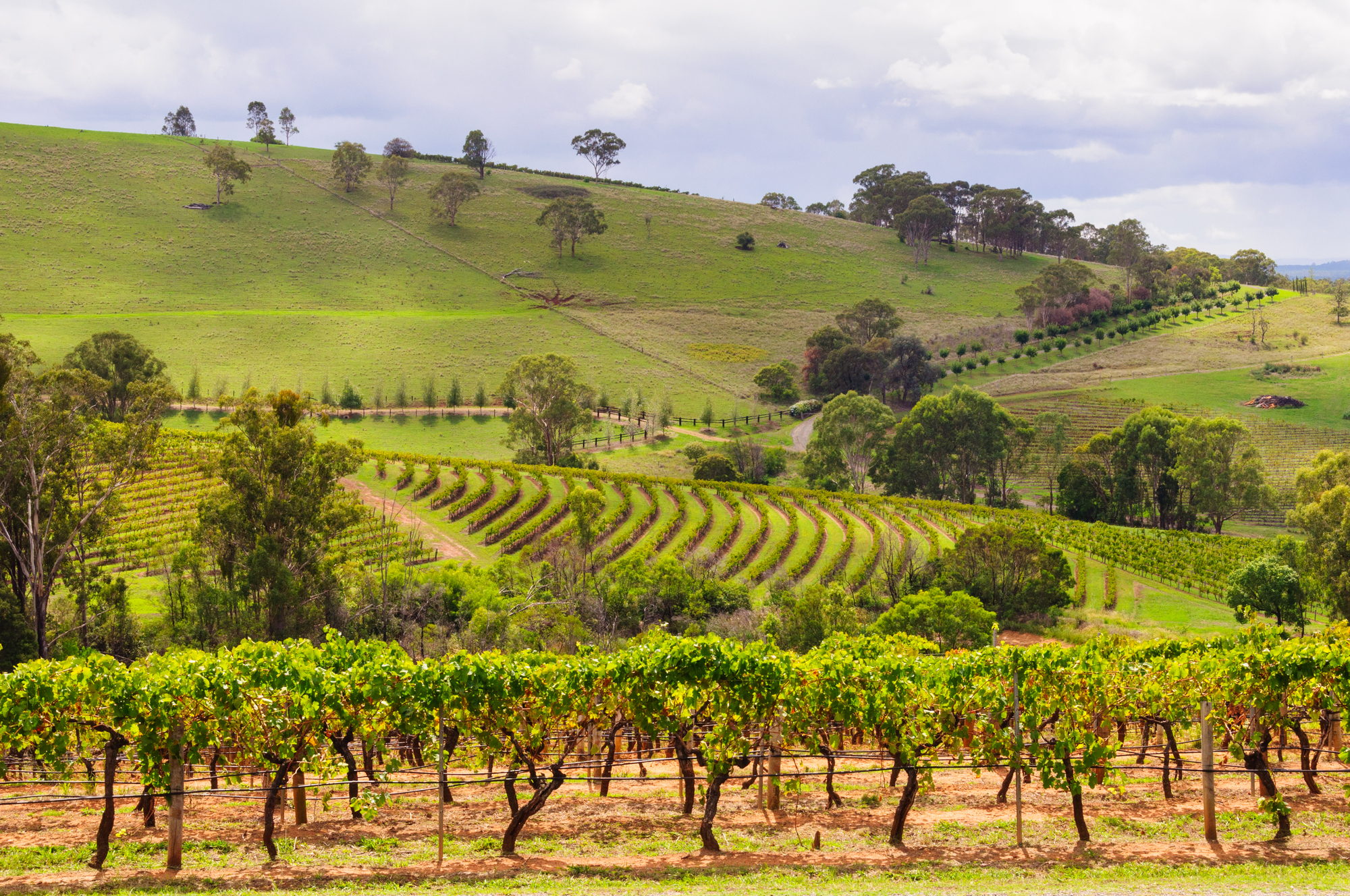 Exploring Wine Country as a Couple - Hunter Valley Australia Vineyards