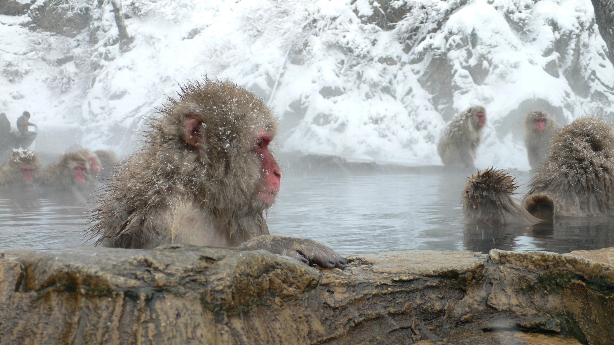 Snow Monkeys in Hot Springs in Nagano Japan