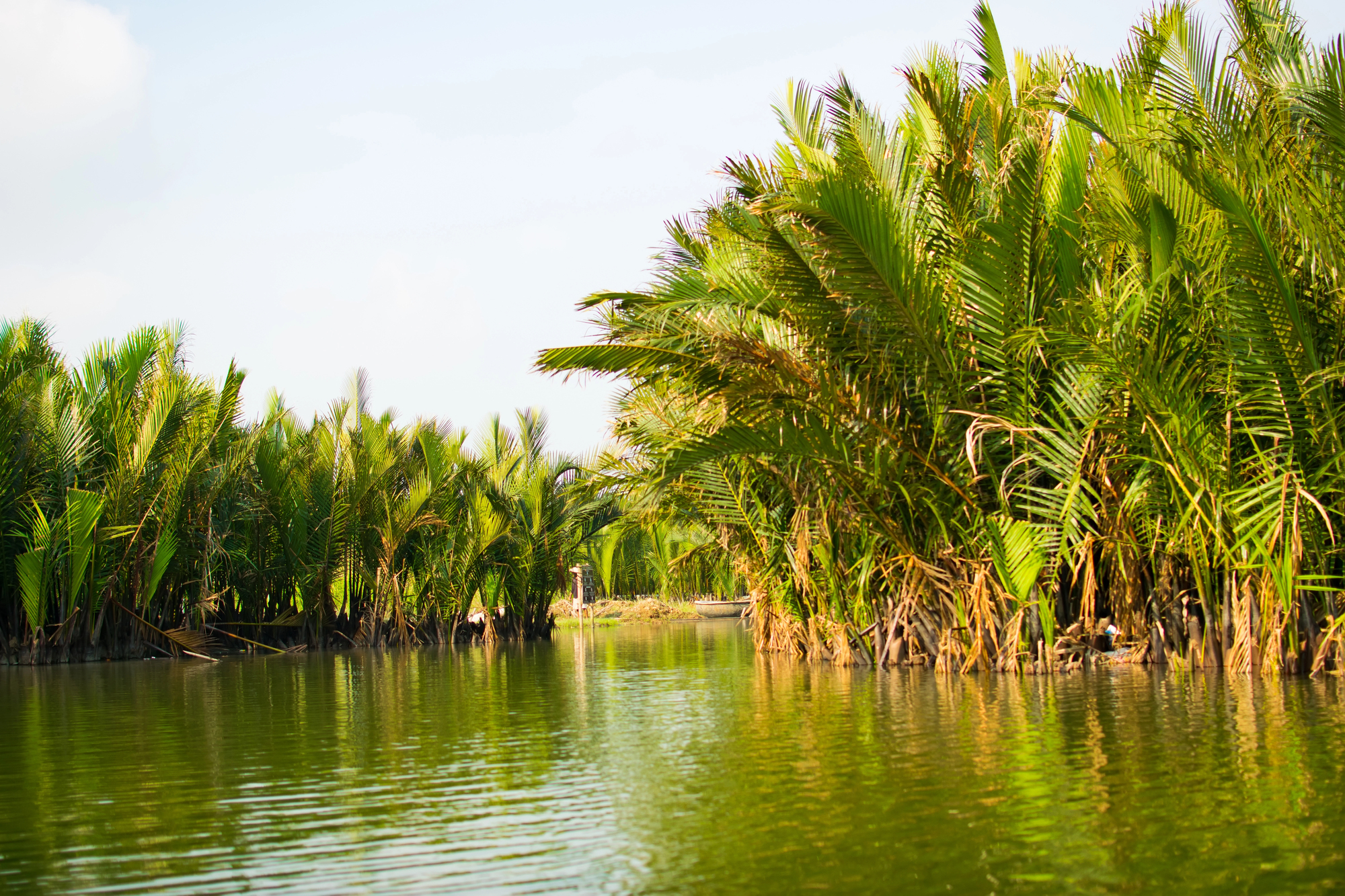 Hidden Gems in Asia for Solo Female Travelers: Safe, Scenic, and Off the Beaten Path - Water Coconut Forest in Hoi An Vietnam