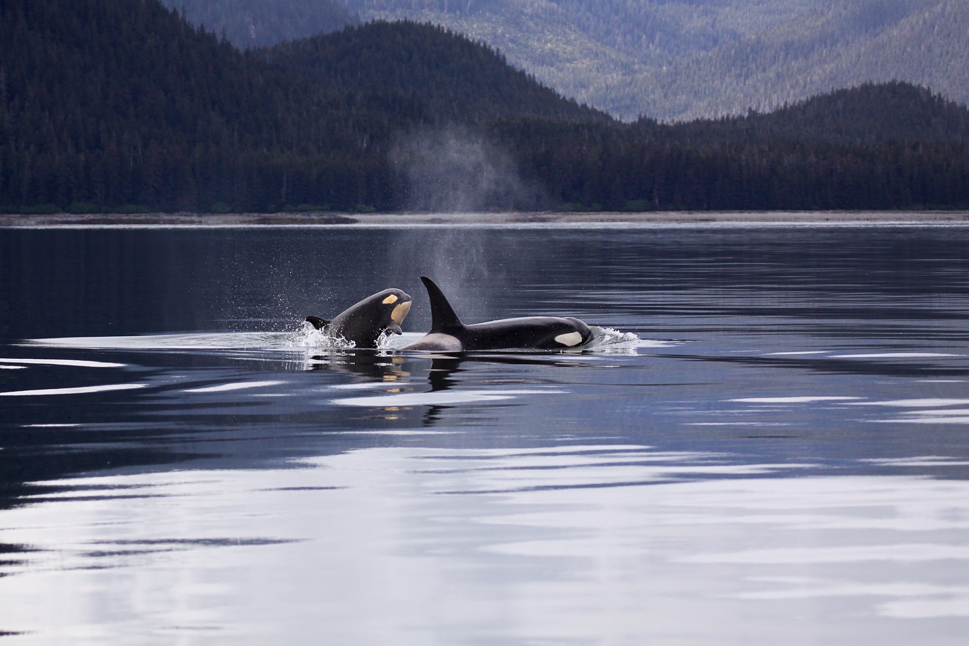 First Time Cruise Tips: Your Ultimate Guide to Cruising Like a Pro - Whale Watching on an Alaskan Cruise
